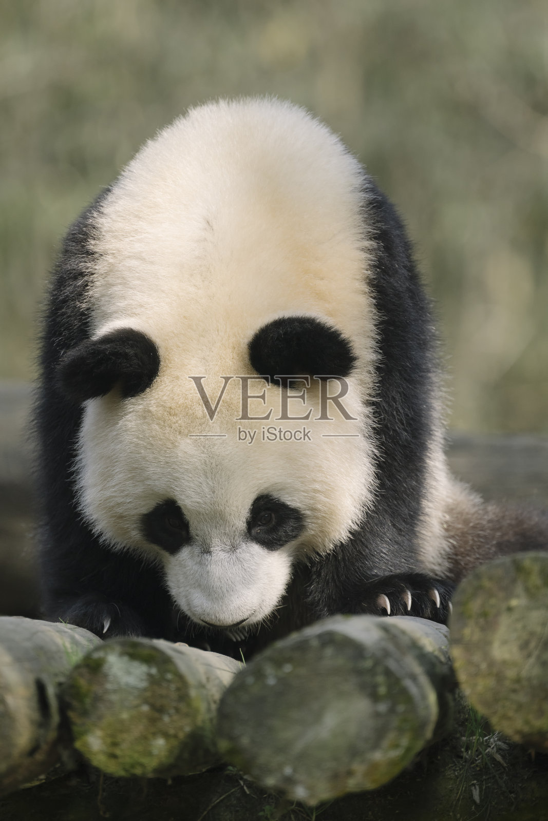 成都熊猫照片摄影图片