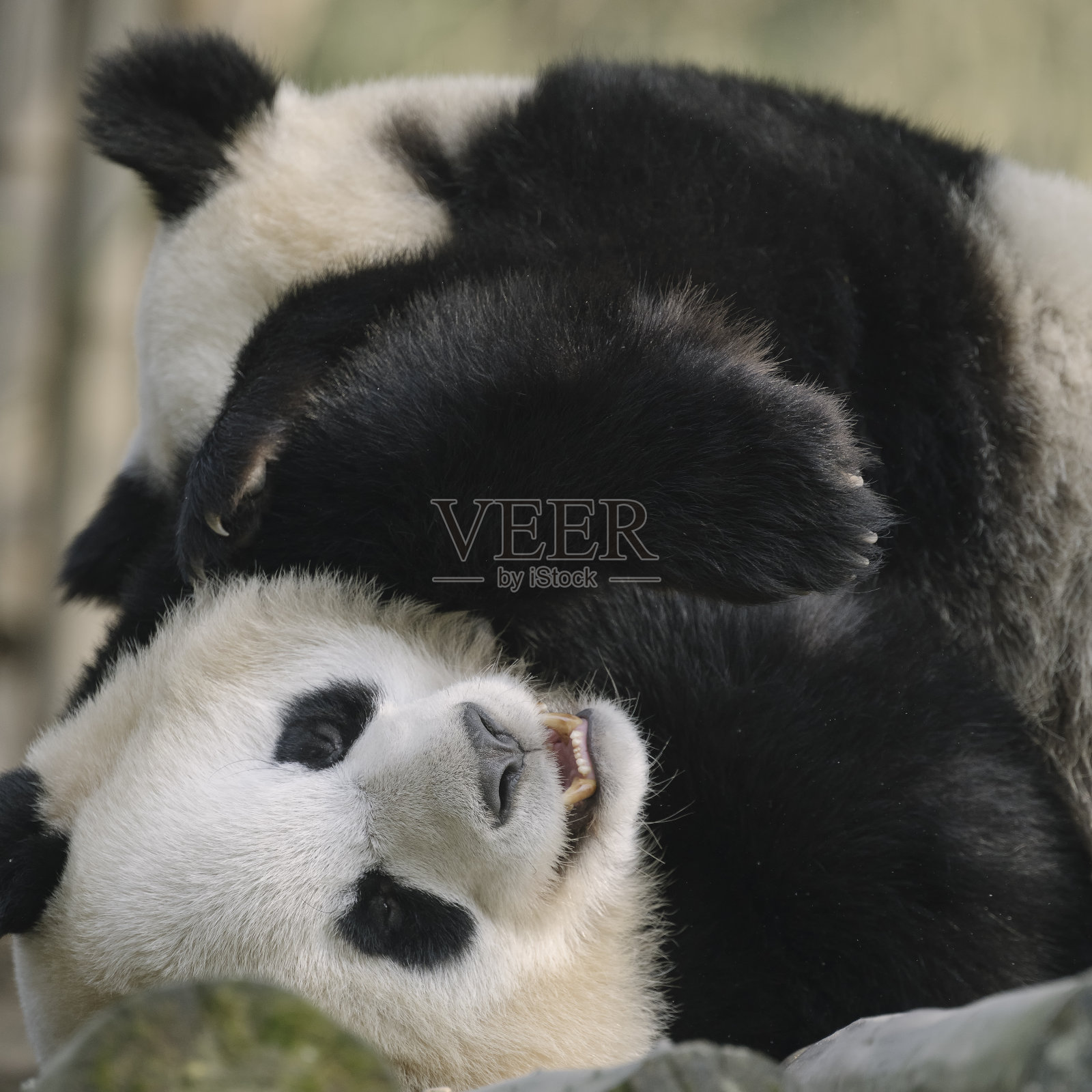 两只喧闹的成都大熊猫照片摄影图片