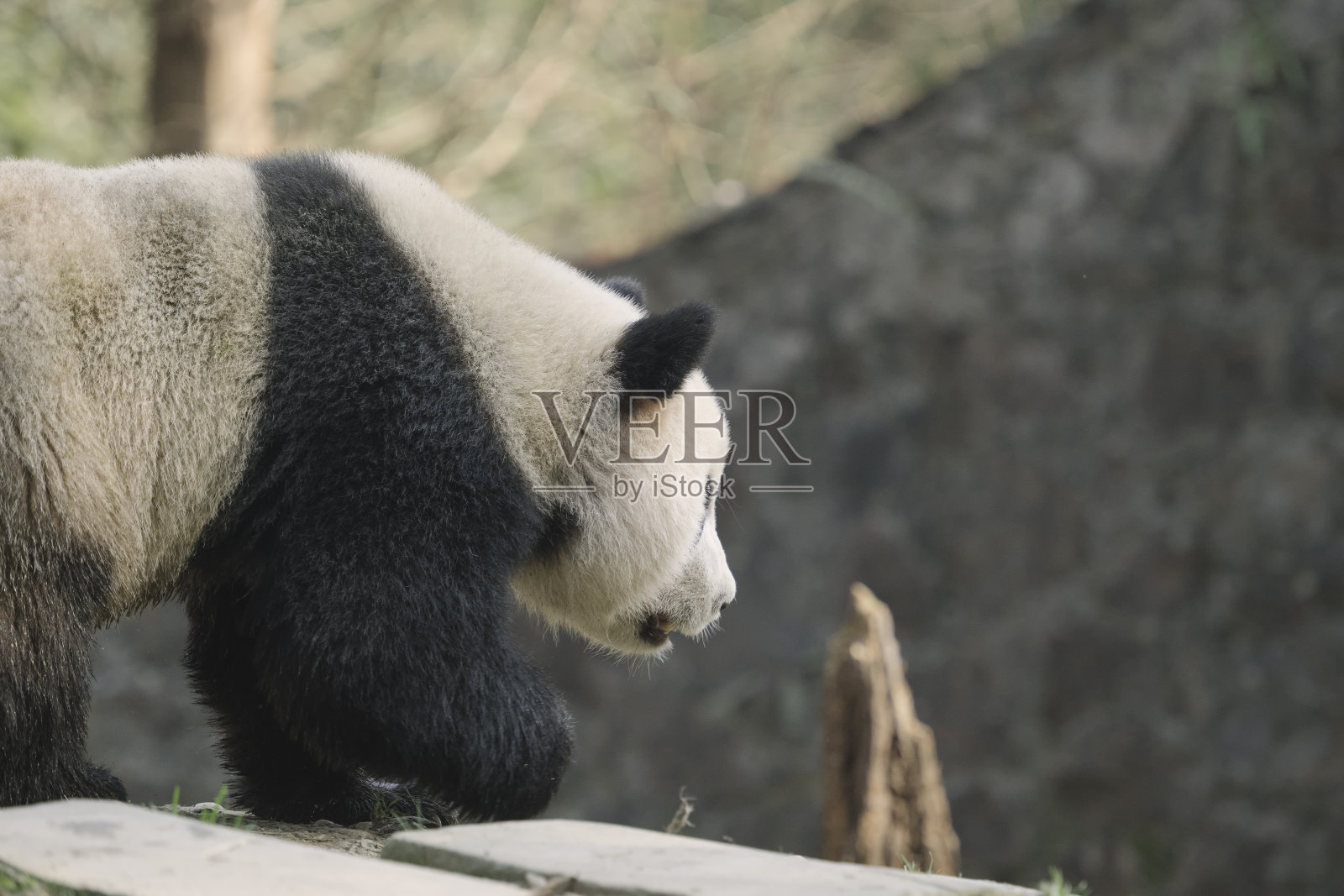 运营成都大熊猫照片摄影图片