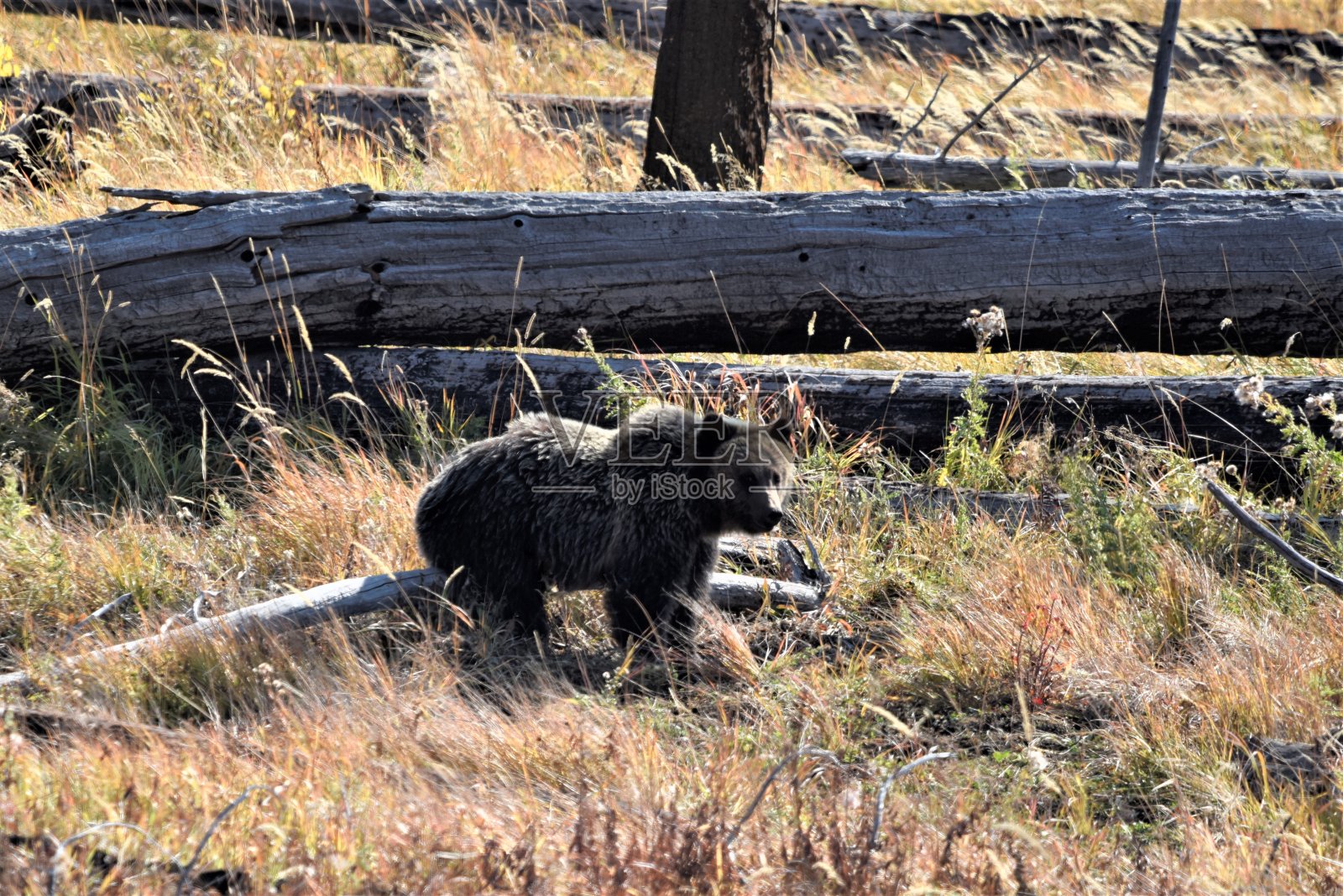小灰熊照片摄影图片