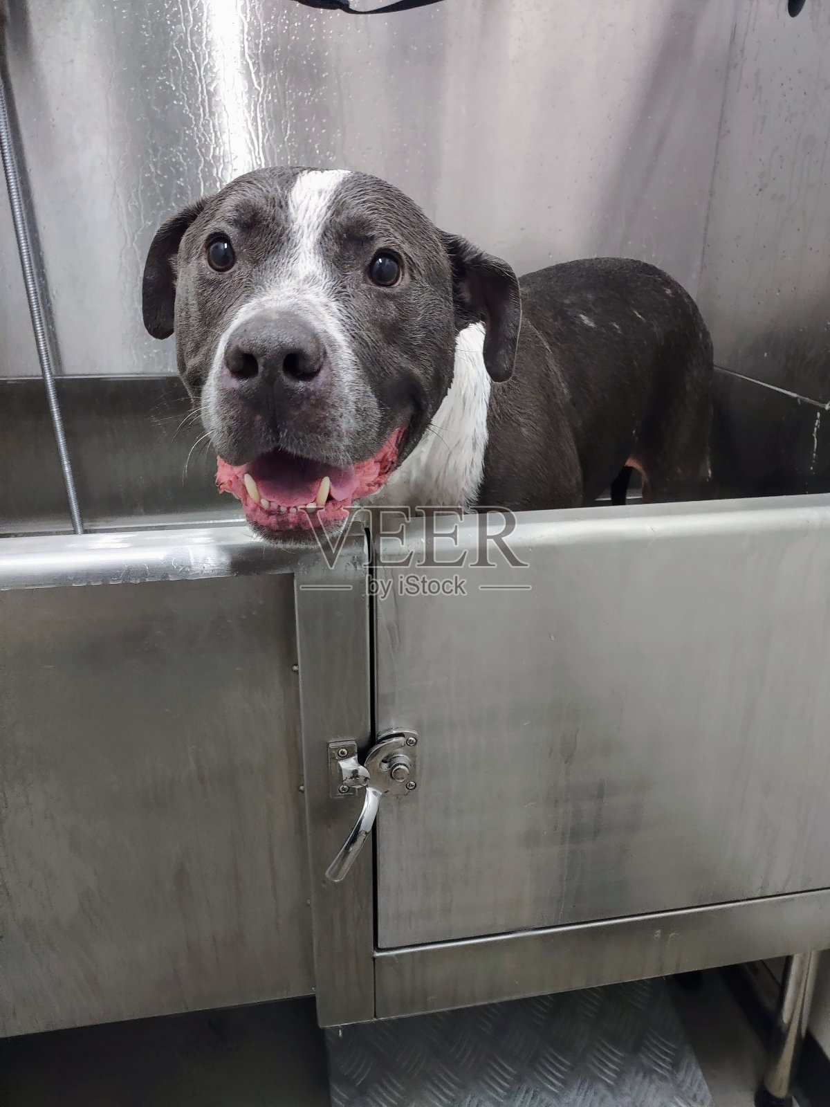 所有的清洁照片摄影图片