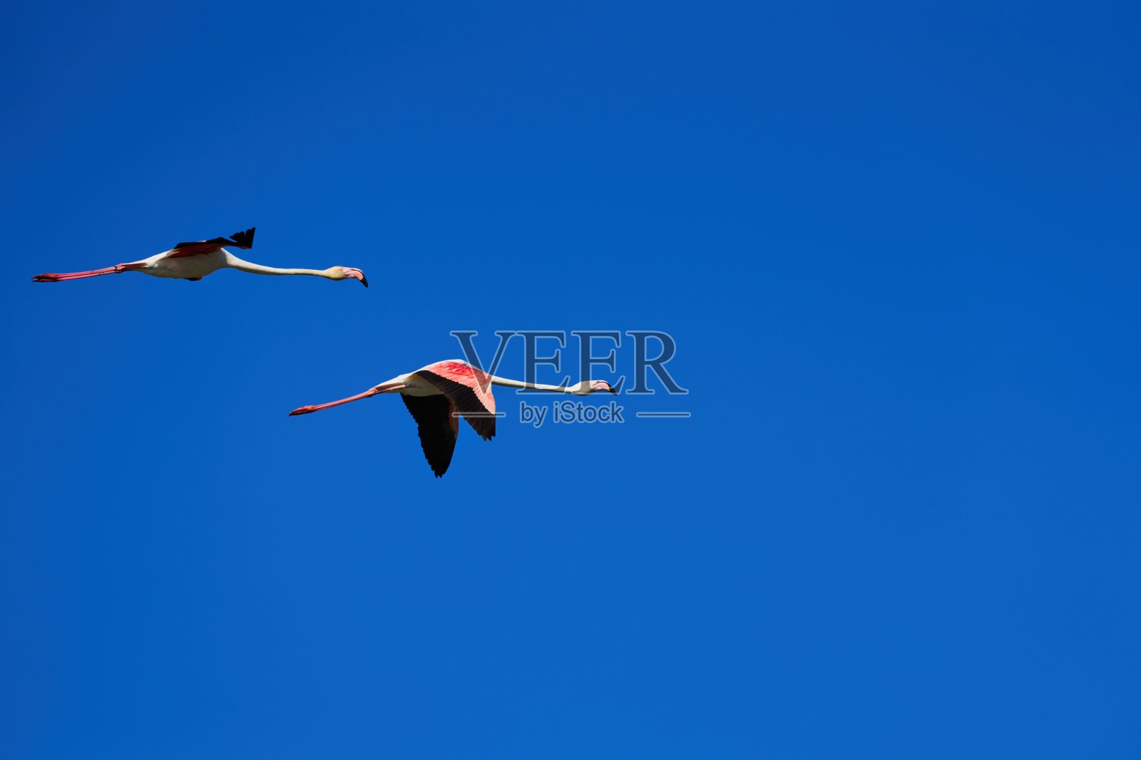 两只粉红色的火烈鸟在卡马尔格的蓝天上飞翔照片摄影图片