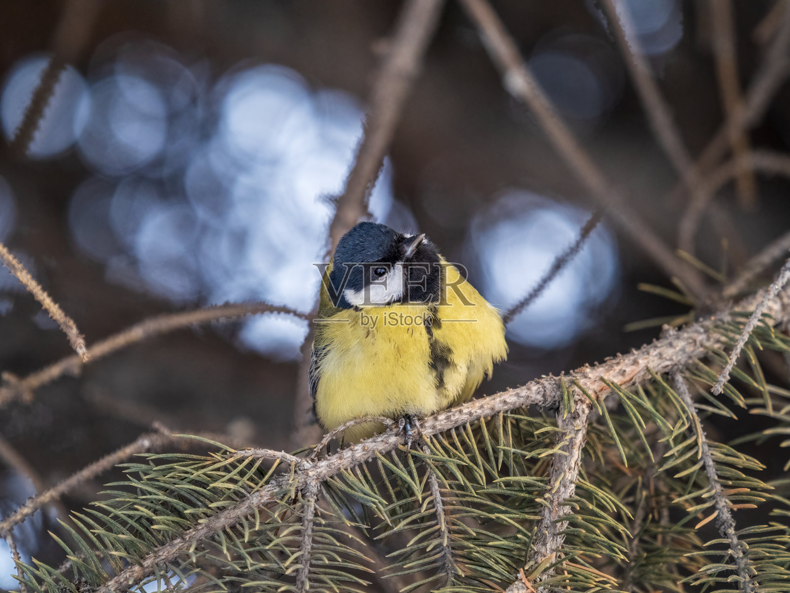 可爱的鸟大山雀，鸣禽坐在杉树枝上照片摄影图片