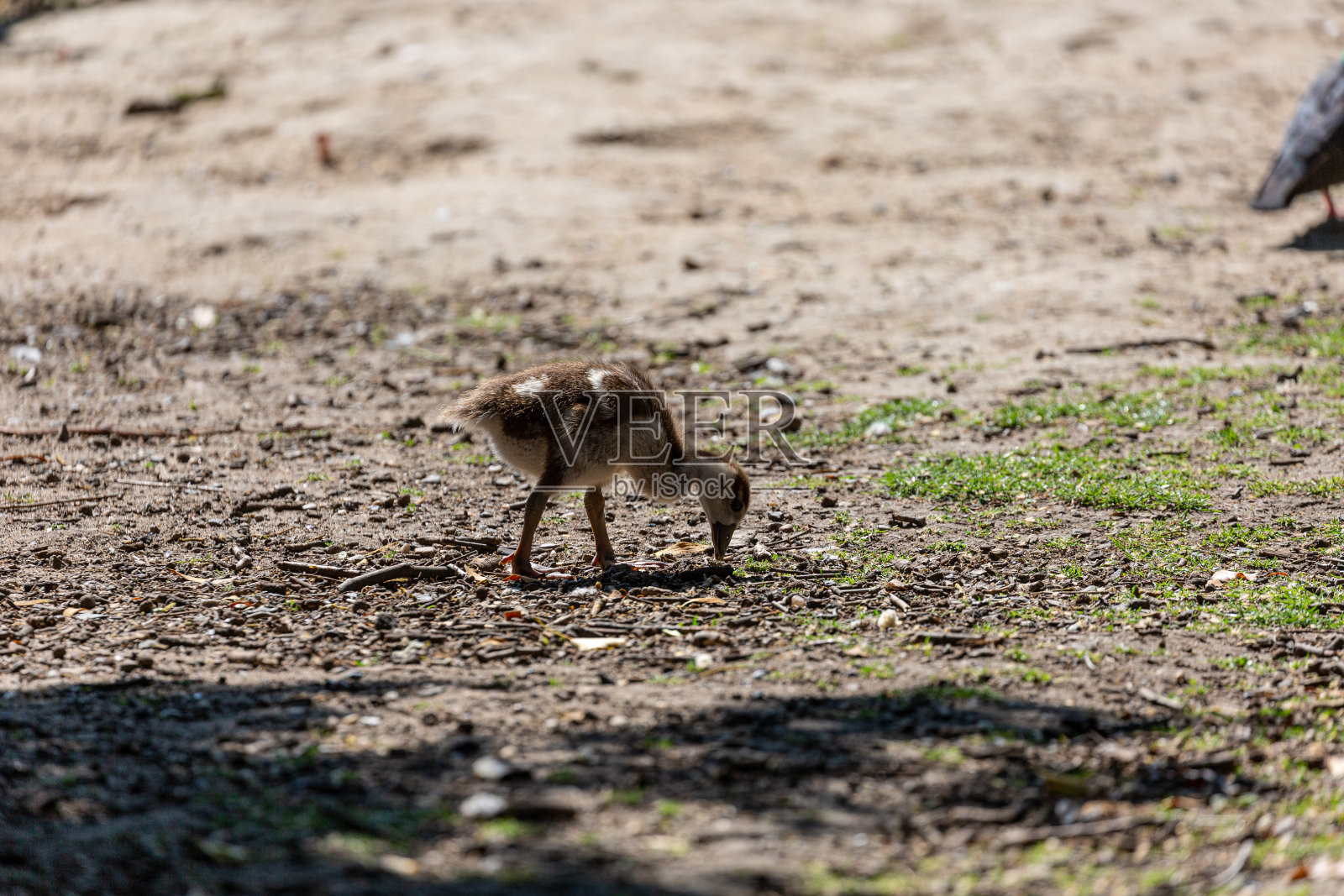 小埃及鹅在公园里照片摄影图片