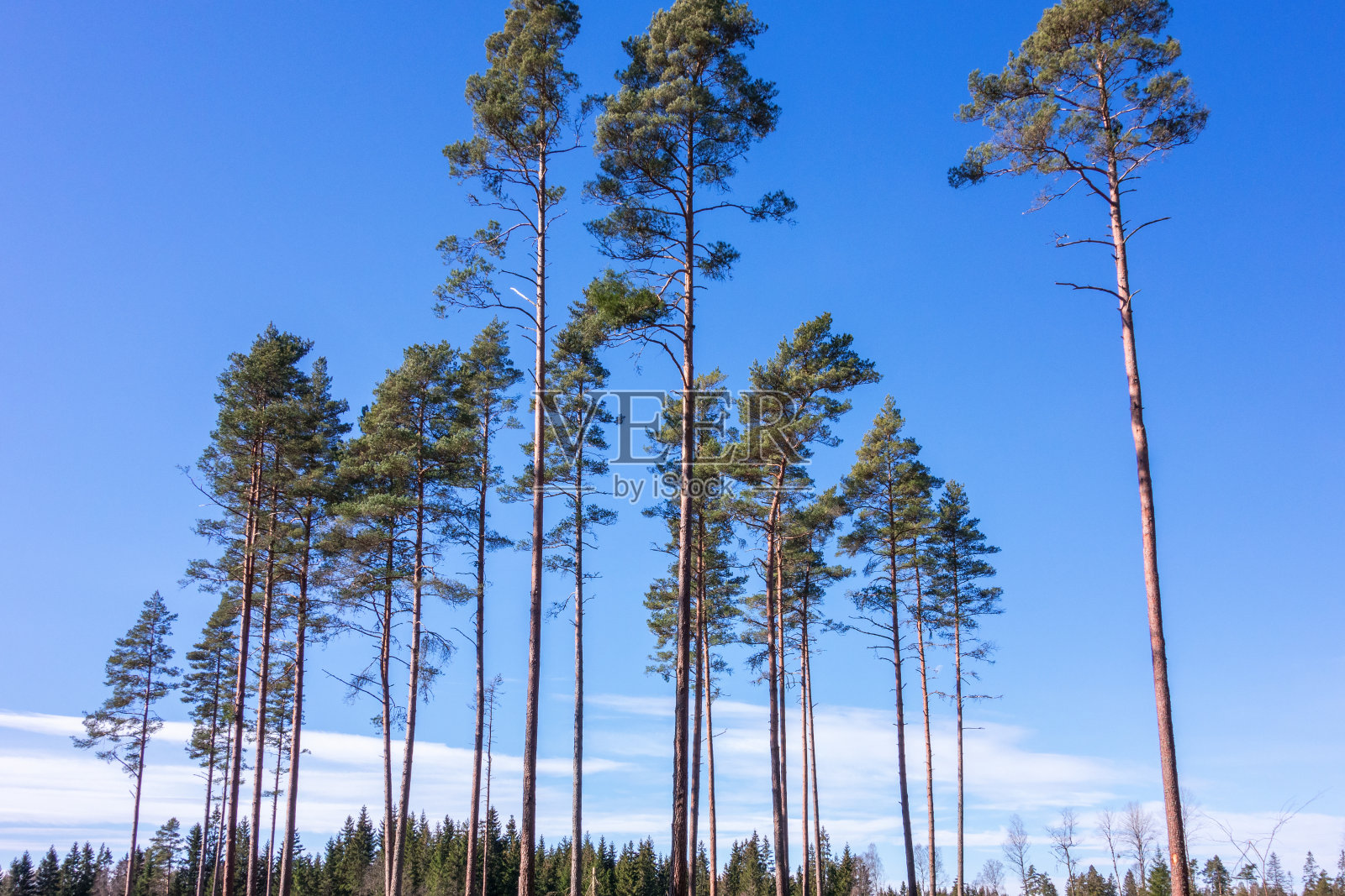 松树留下当种子树照片摄影图片