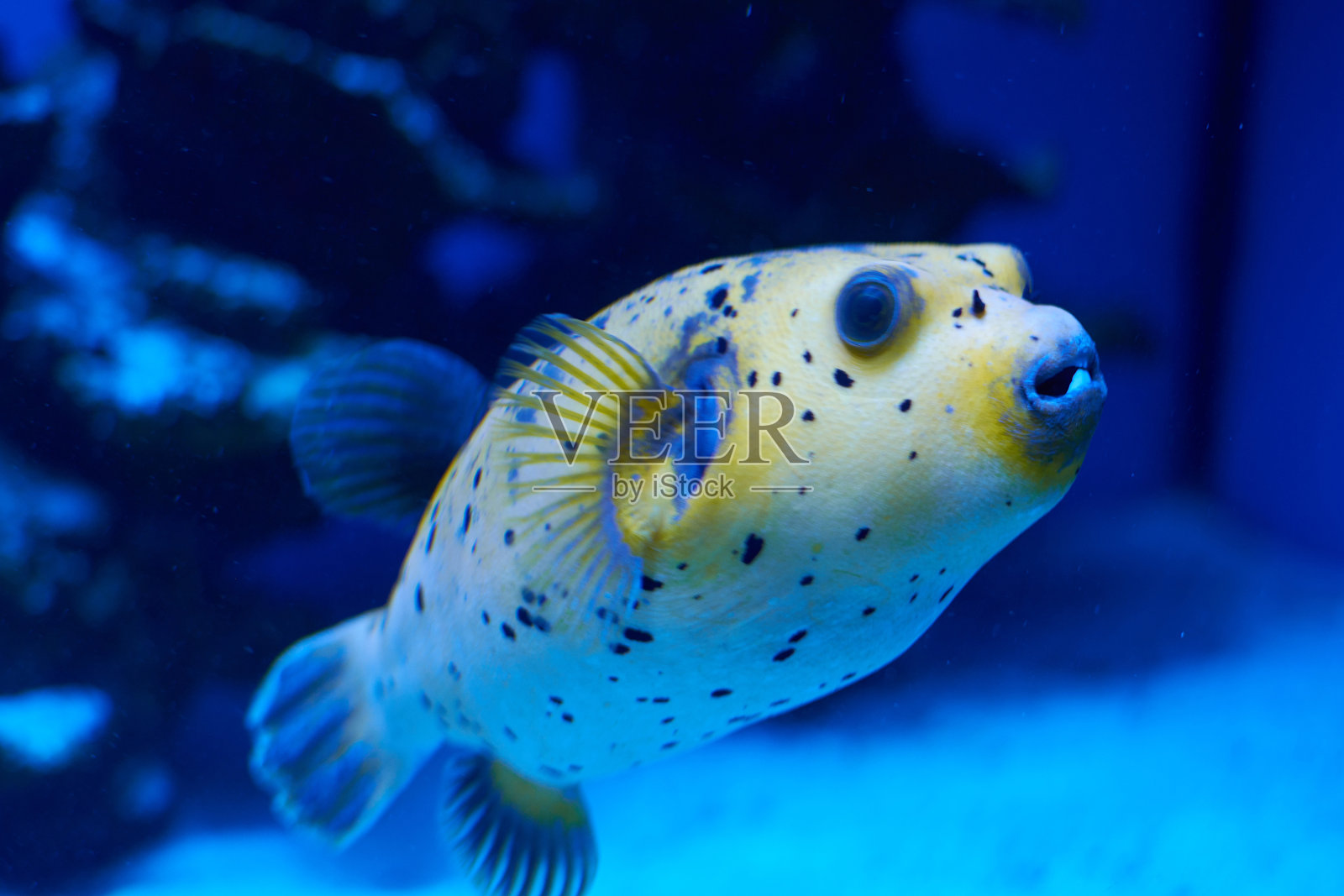 arothron nigropunctatus黄色。fugy鱼照片摄影图片