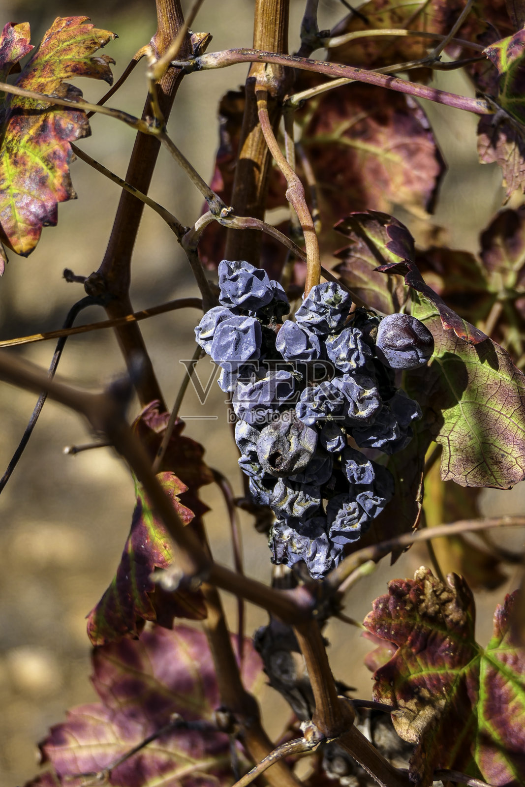彩色树叶中的干葡萄照片摄影图片