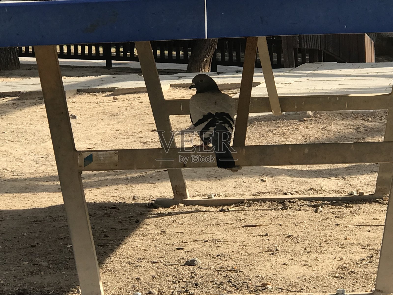 马略卡岛的帕尔马。巴利阿里群岛。照片摄影图片