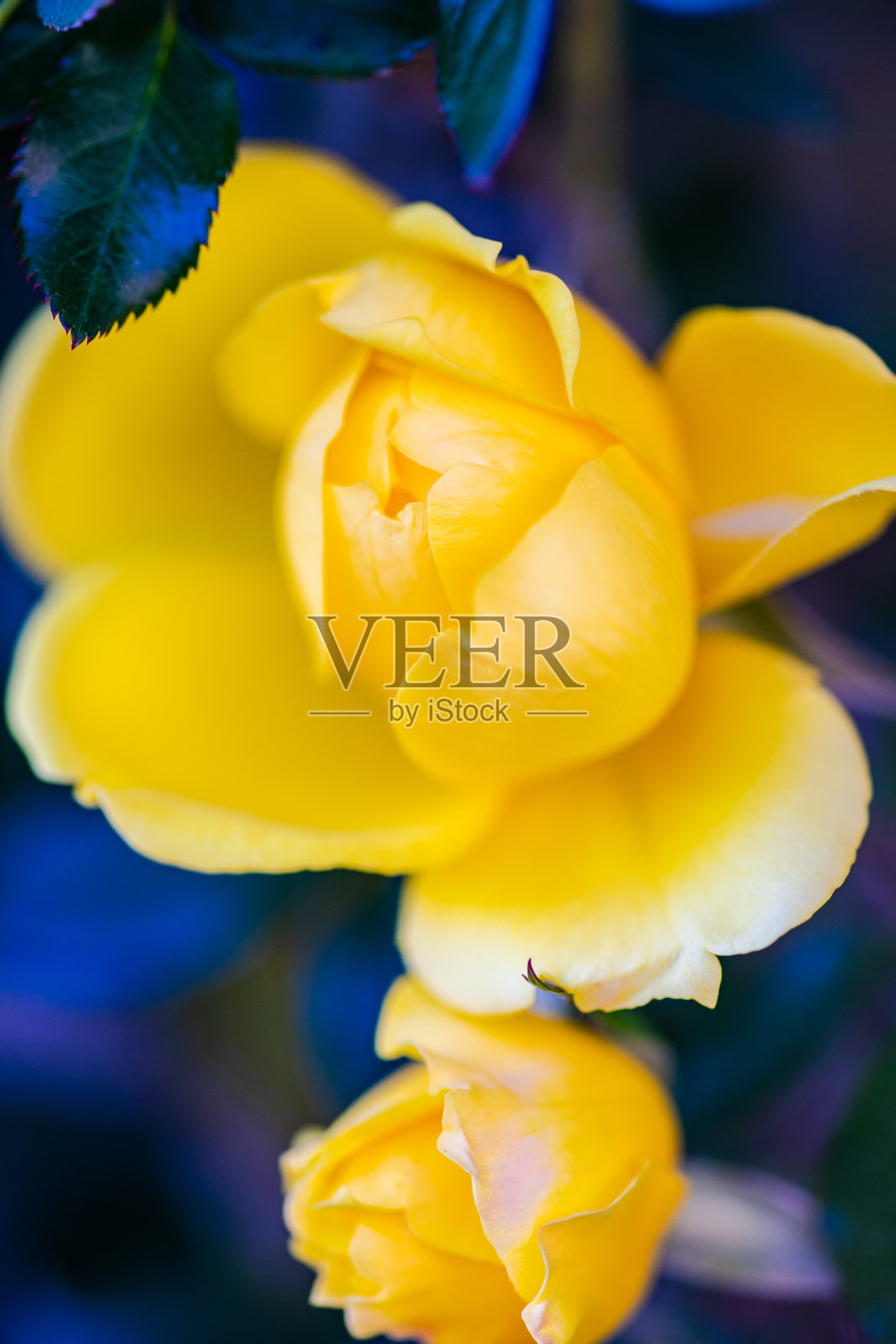 花园里盛开的黄玫瑰花丛照片摄影图片