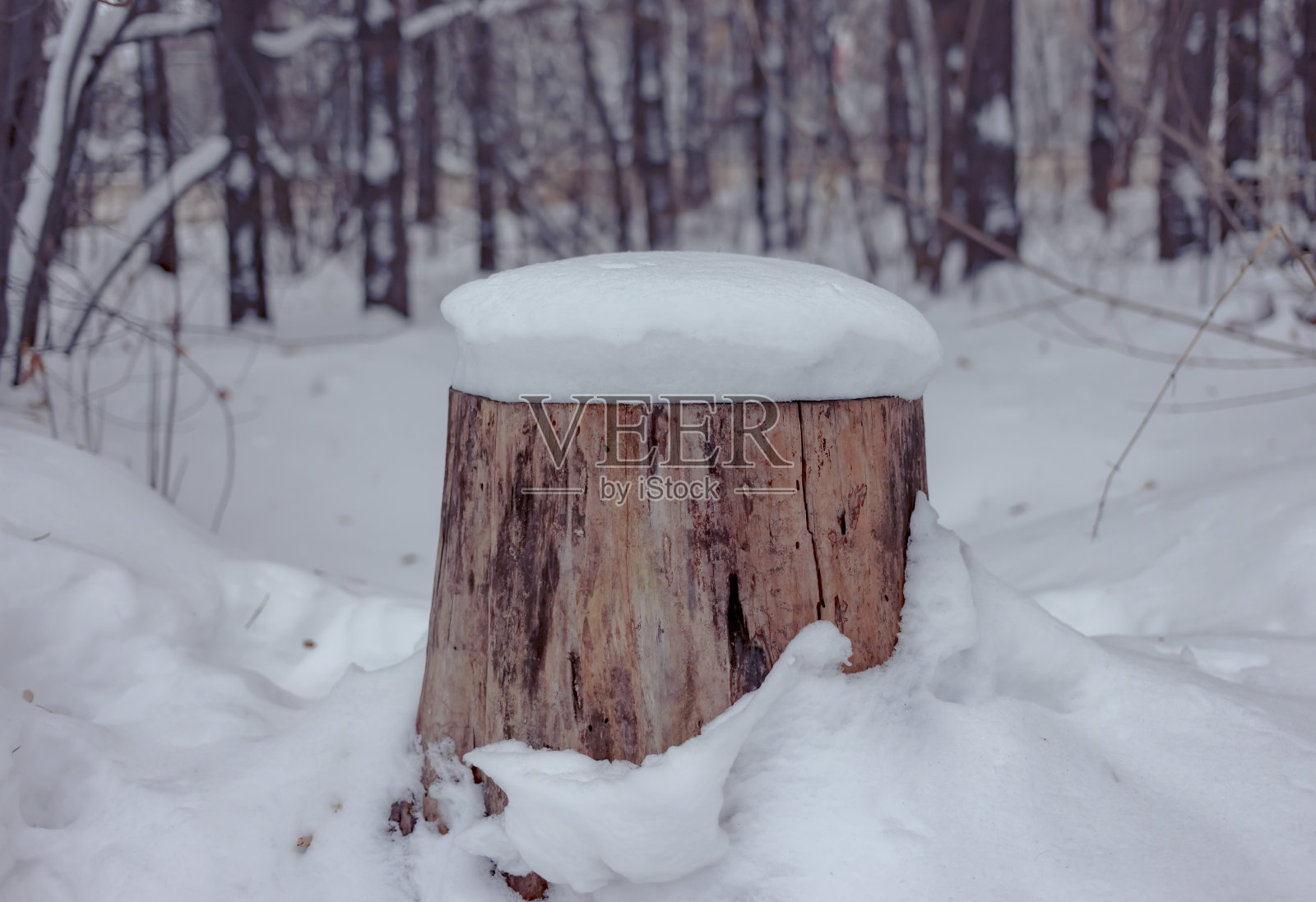 树桩在雪下照片摄影图片