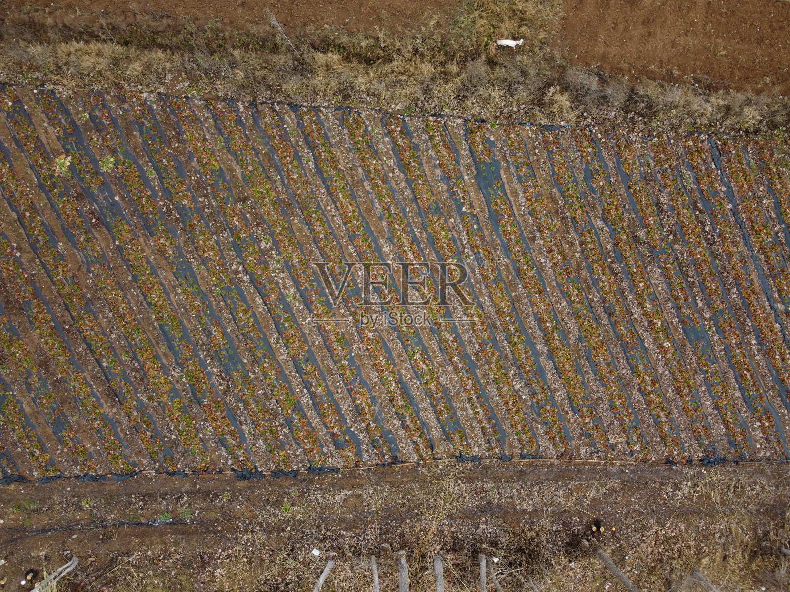 草莓田的鸟瞰图照片摄影图片