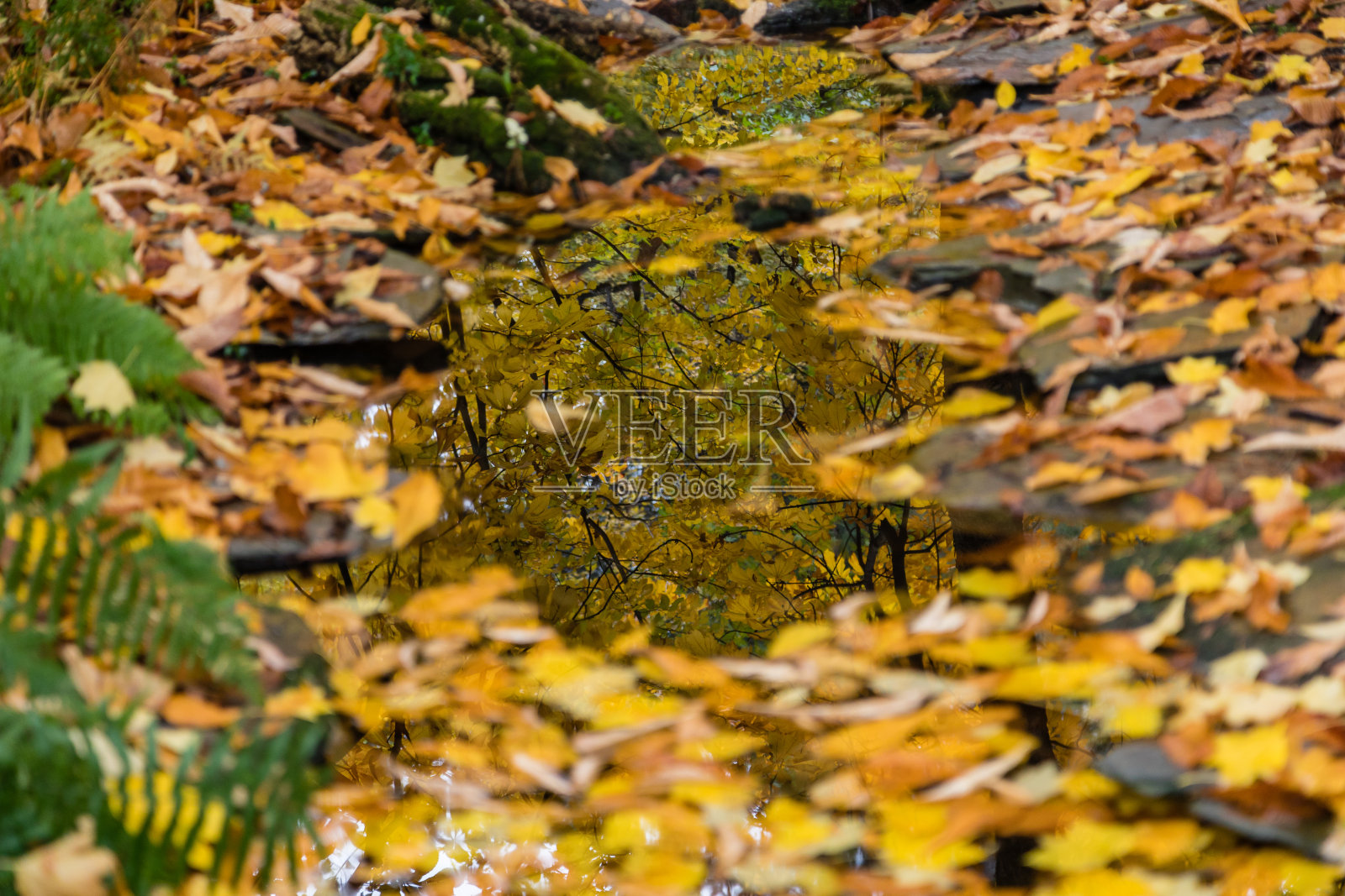 在马德里市的一个公园里种上秋色的树叶照片摄影图片