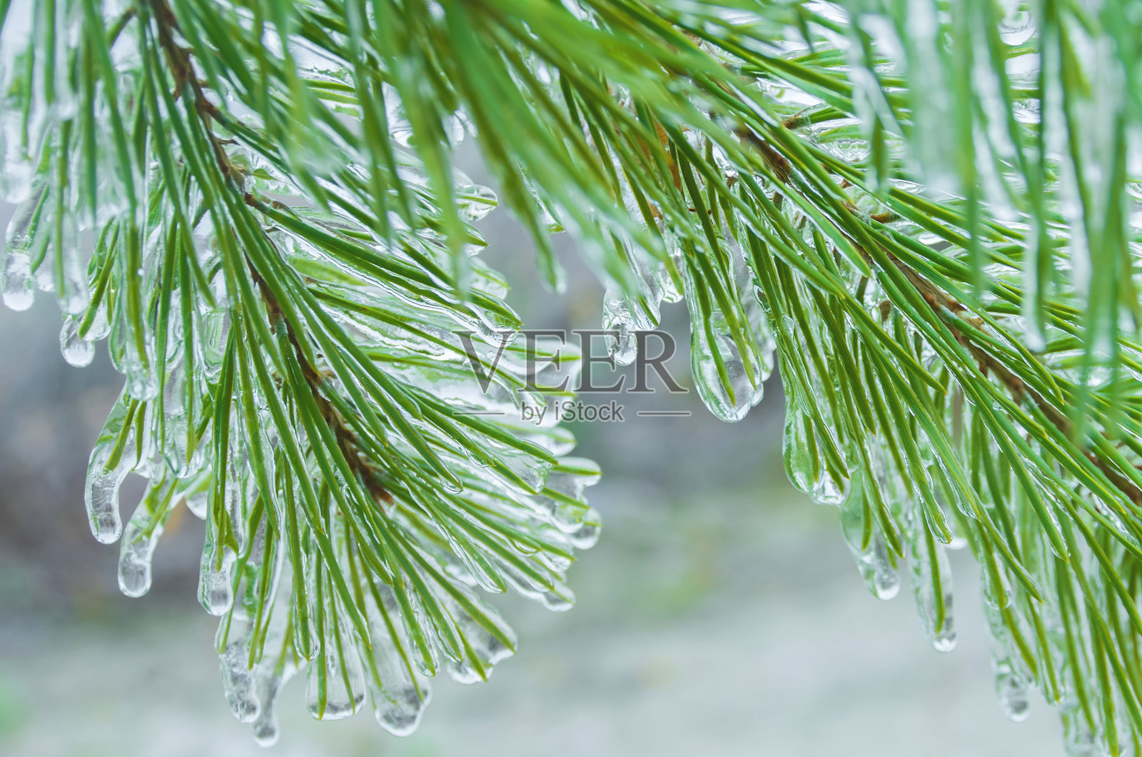 冰冷的松树枝照片摄影图片