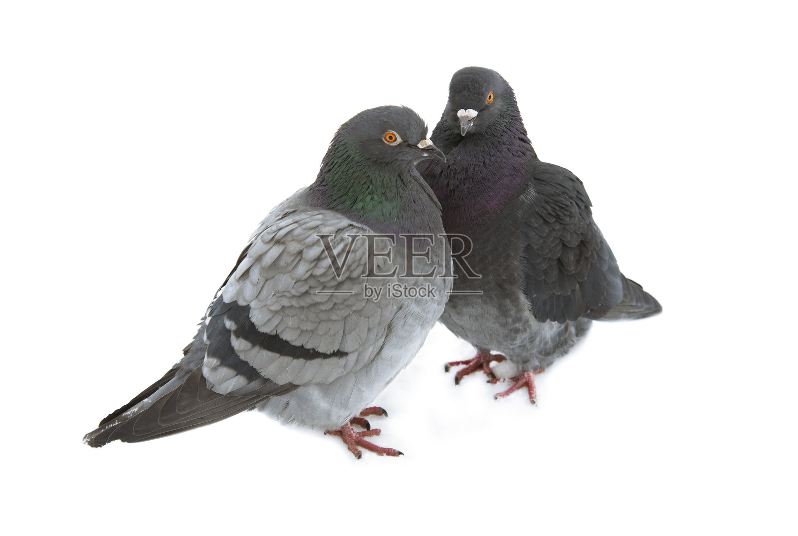 鸽子照片摄影图片