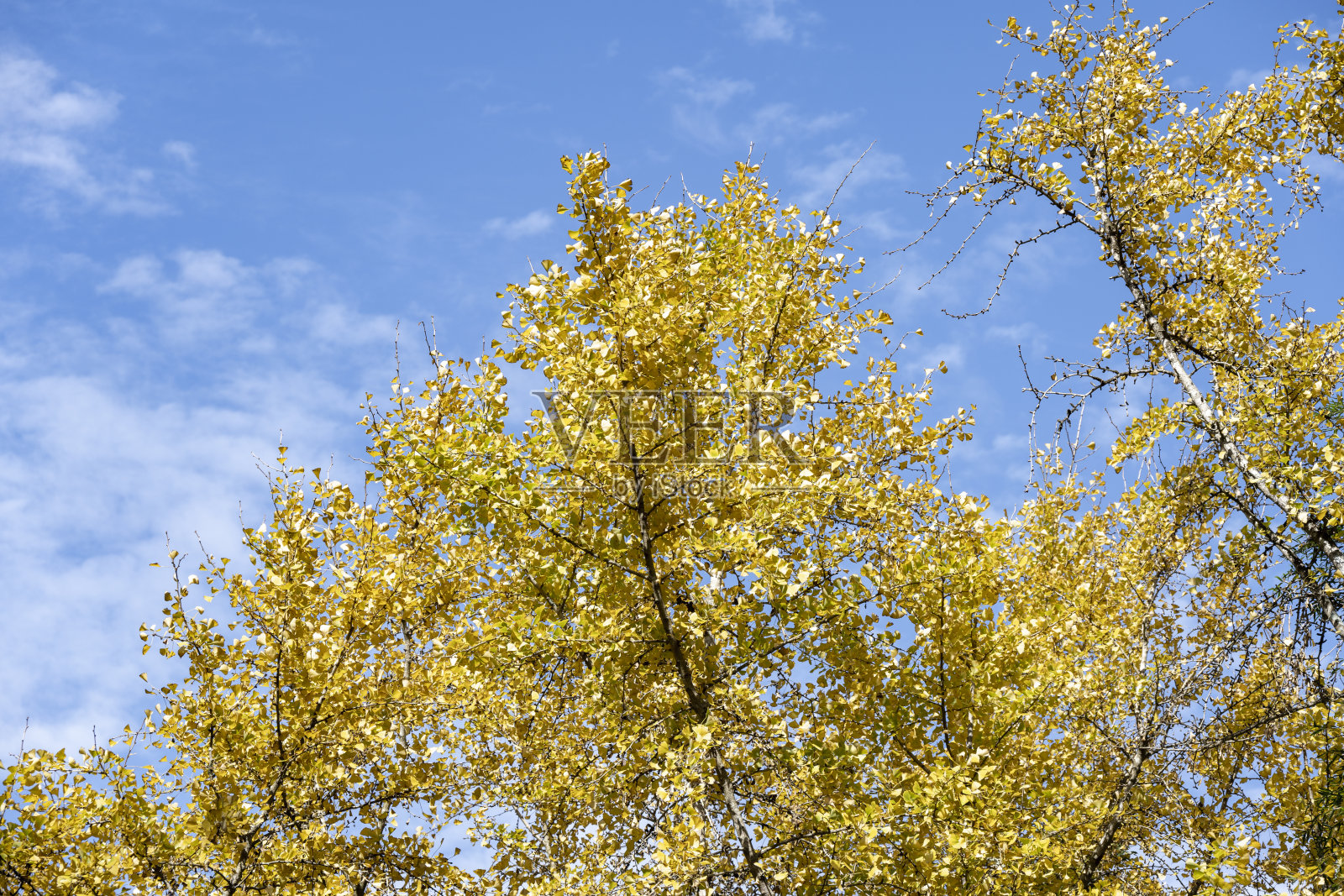 在一个秋天的日子里，银杏叶在树枝上泛黄照片摄影图片