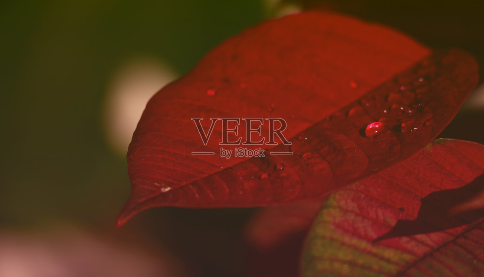 红色的叶子照片摄影图片