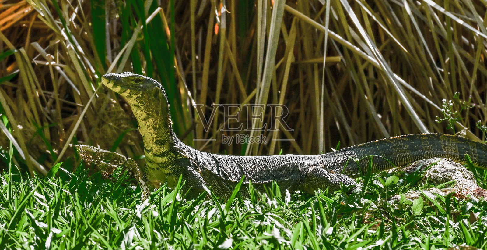巨蜥照片摄影图片