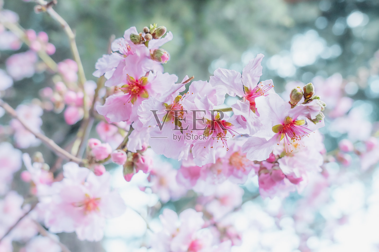 新鲜的粉红色花序在杏树的分枝在早春模糊的背景。照片摄影图片