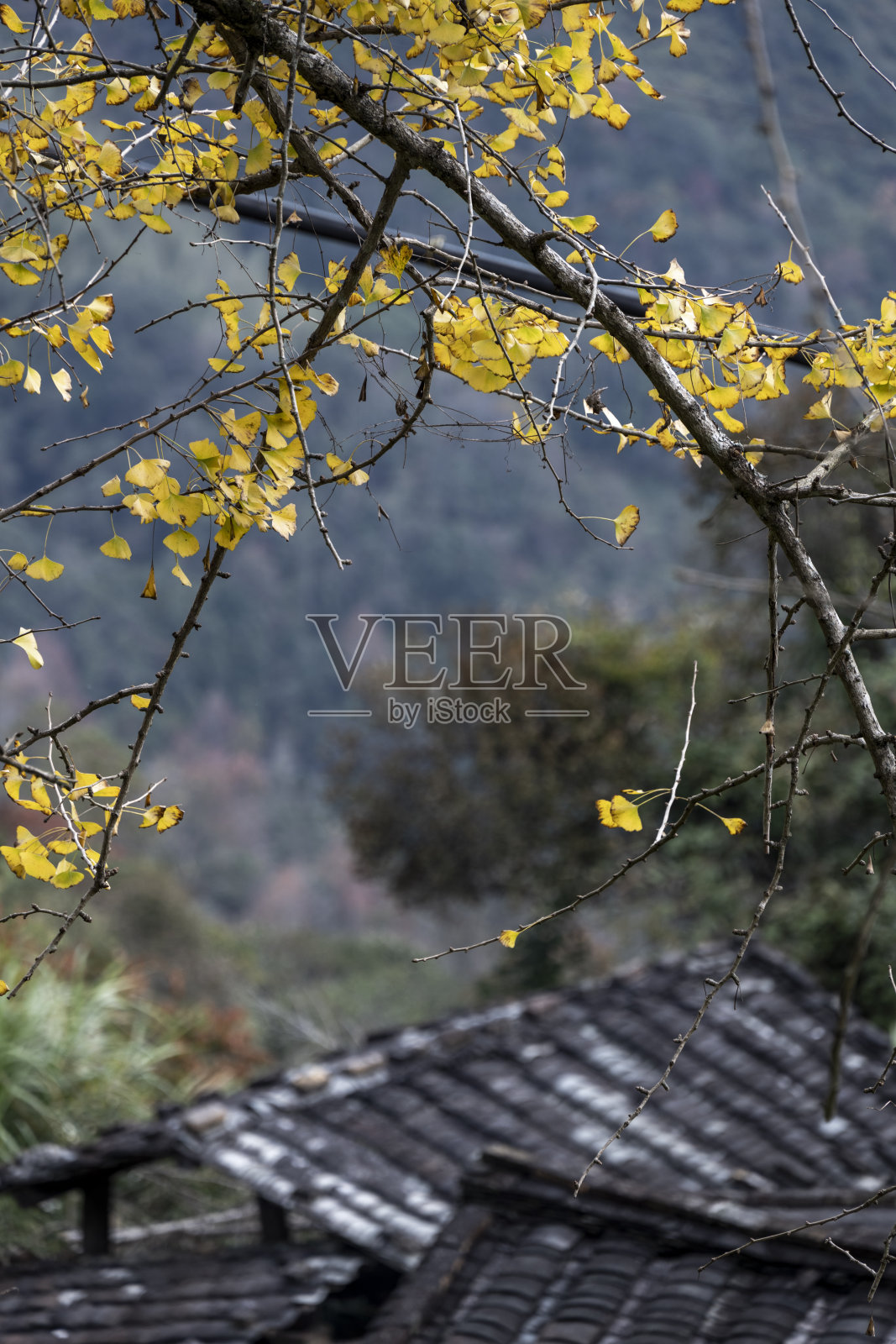 秋叶落在银杏枝头和老房子上照片摄影图片