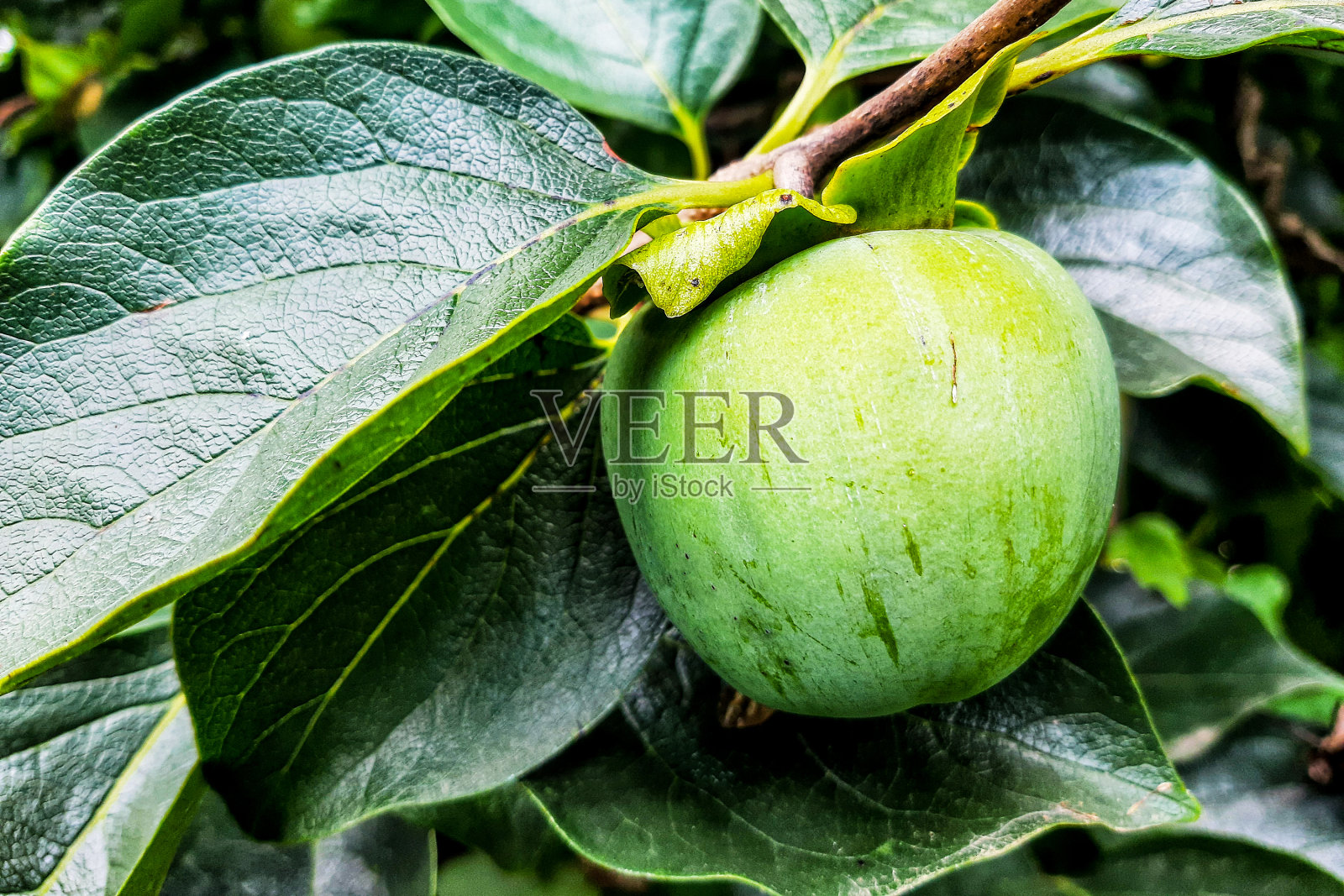 柿子，一棵绿色的柿子树，柿子树上的柿子正在成熟。照片摄影图片