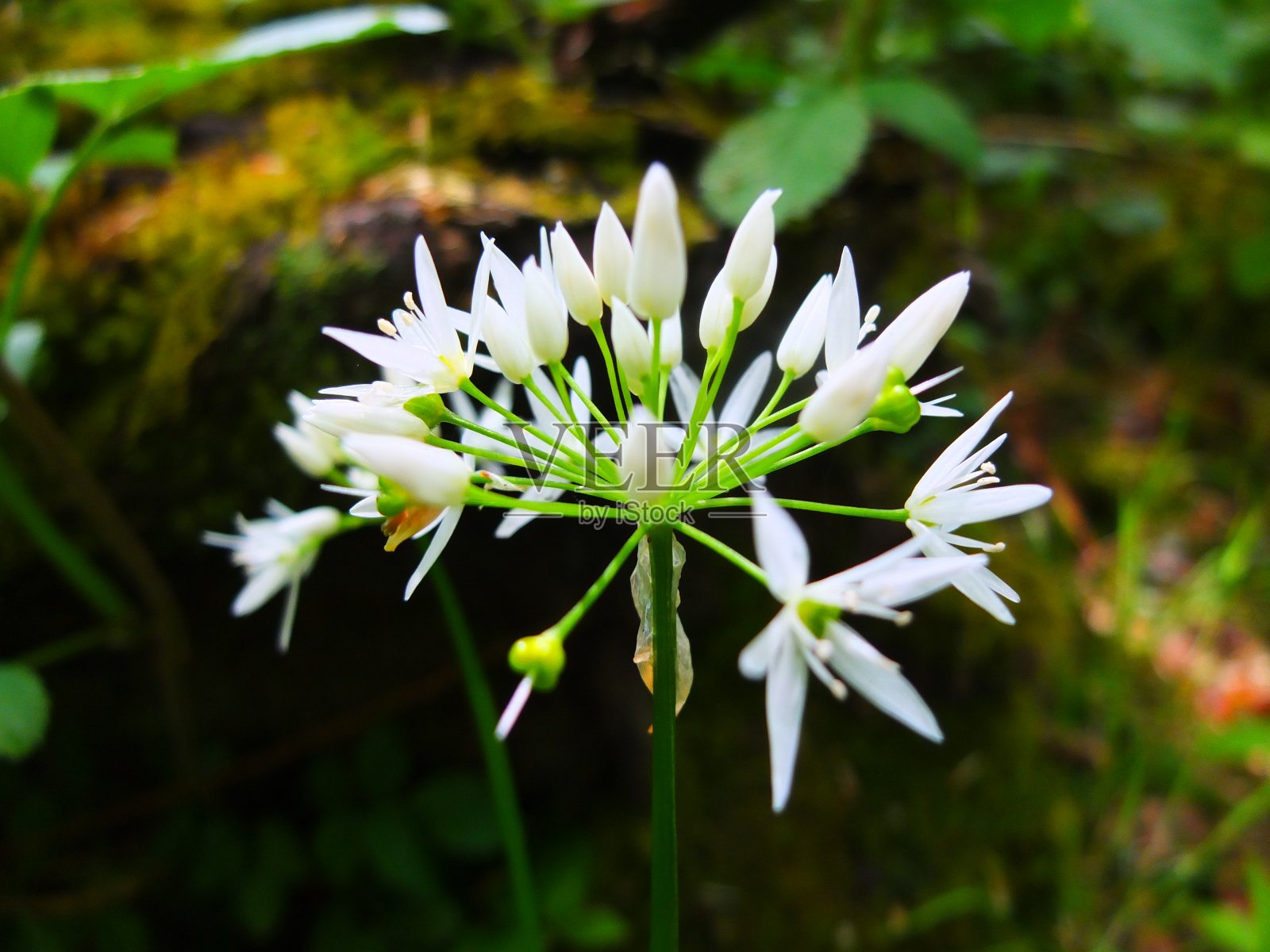 盛开的野生大蒜|盛开的野生大蒜照片摄影图片