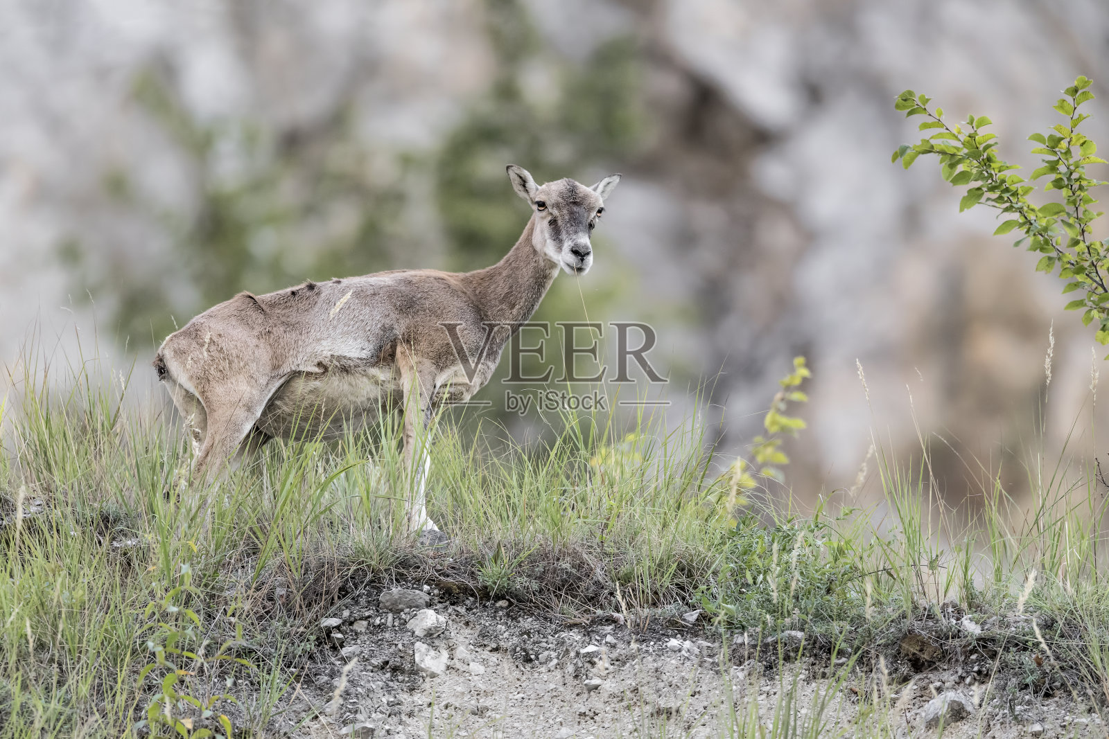 野生阿尔卑斯山的母莫弗伦(Ovis musimon)照片摄影图片