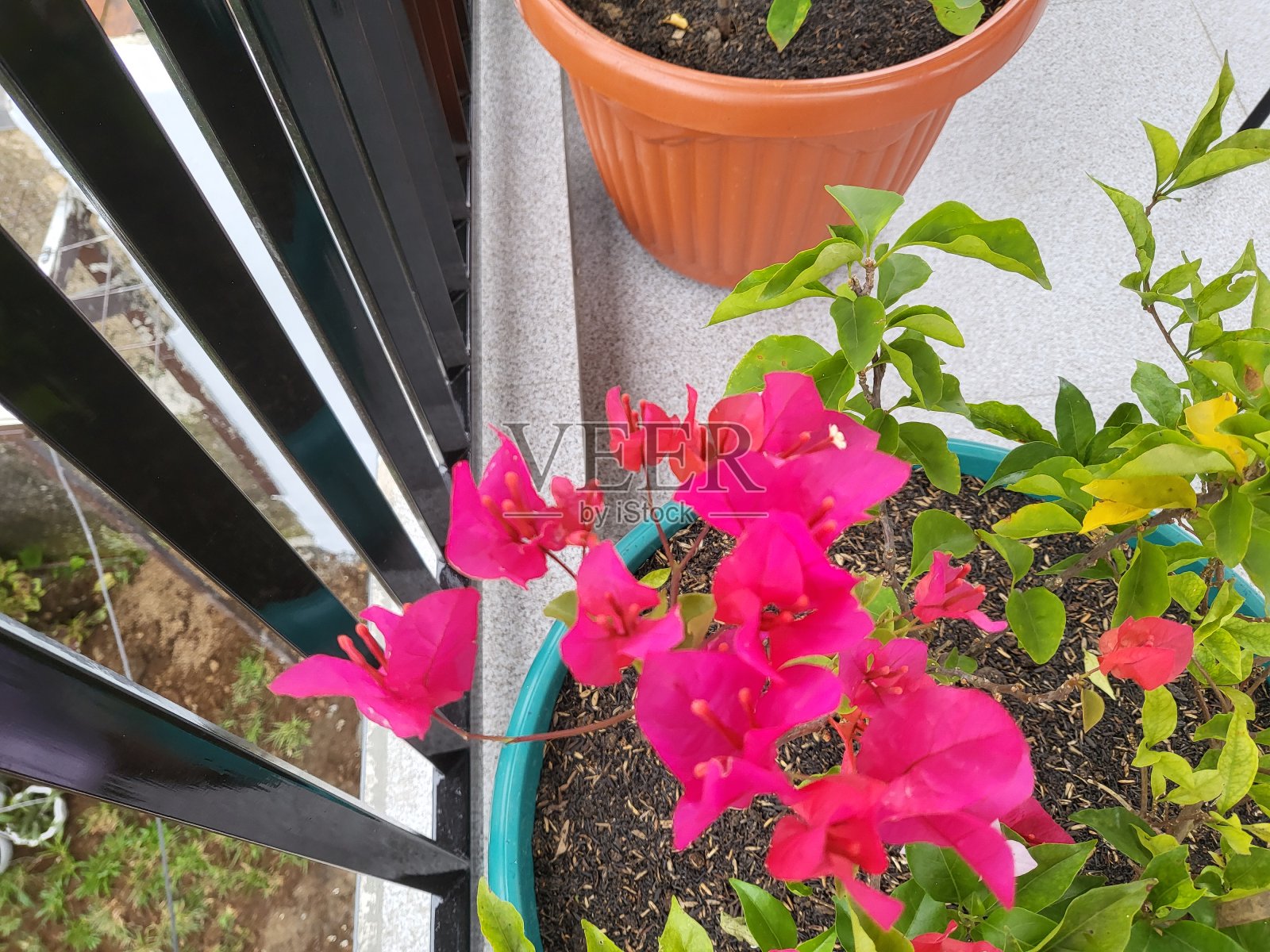 美丽的粉色三角梅照片摄影图片