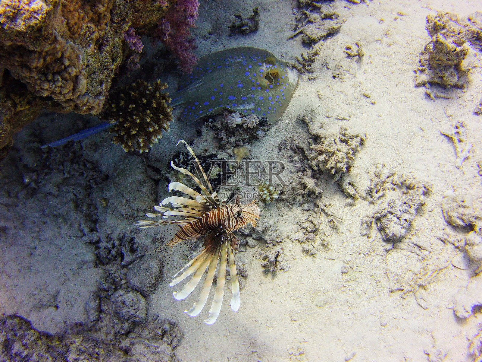 一条红色狮子鱼和一条蓝点Ribbontail黄貂鱼照片摄影图片