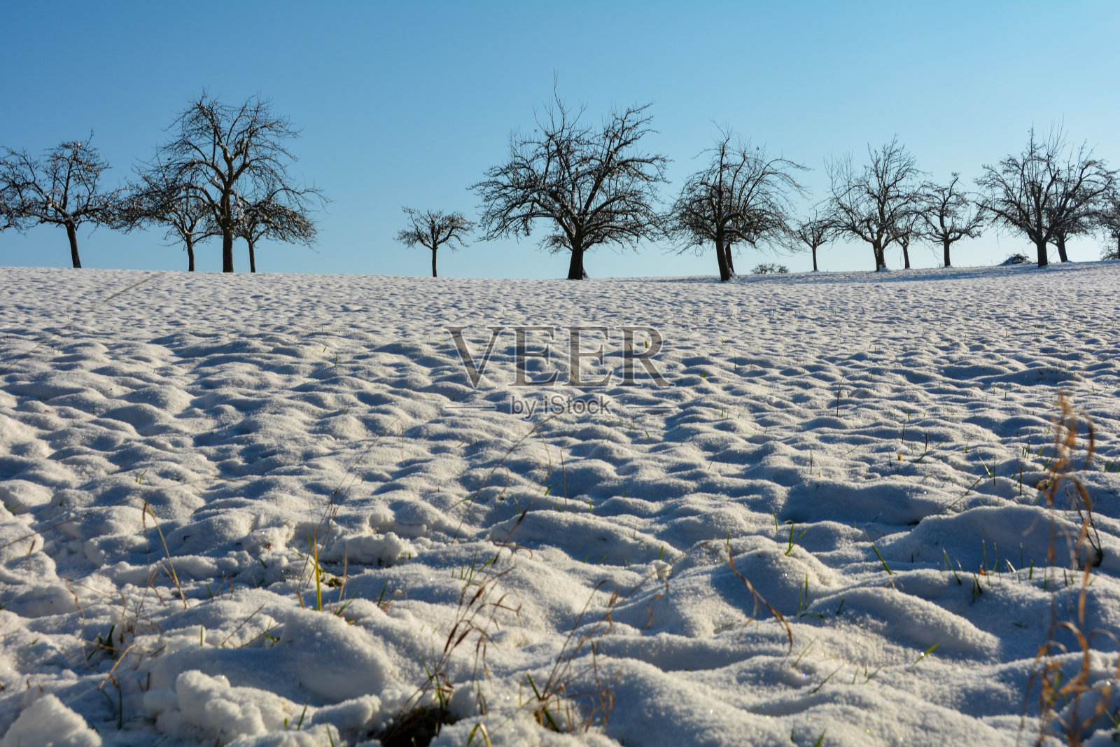 白雪覆盖的田野上有一些树和蓝色的天空照片摄影图片