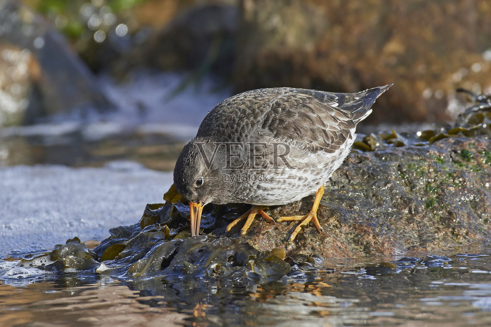 紫色鹬(Calidris maritima)照片摄影图片