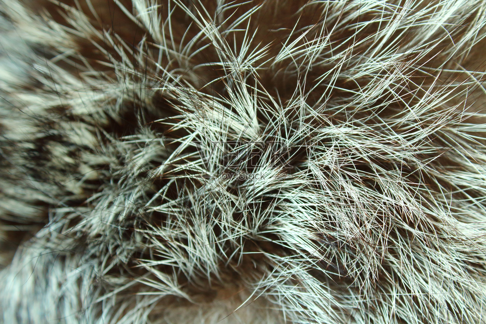 银色的狐皮。特写镜头。背景。纹理。照片摄影图片