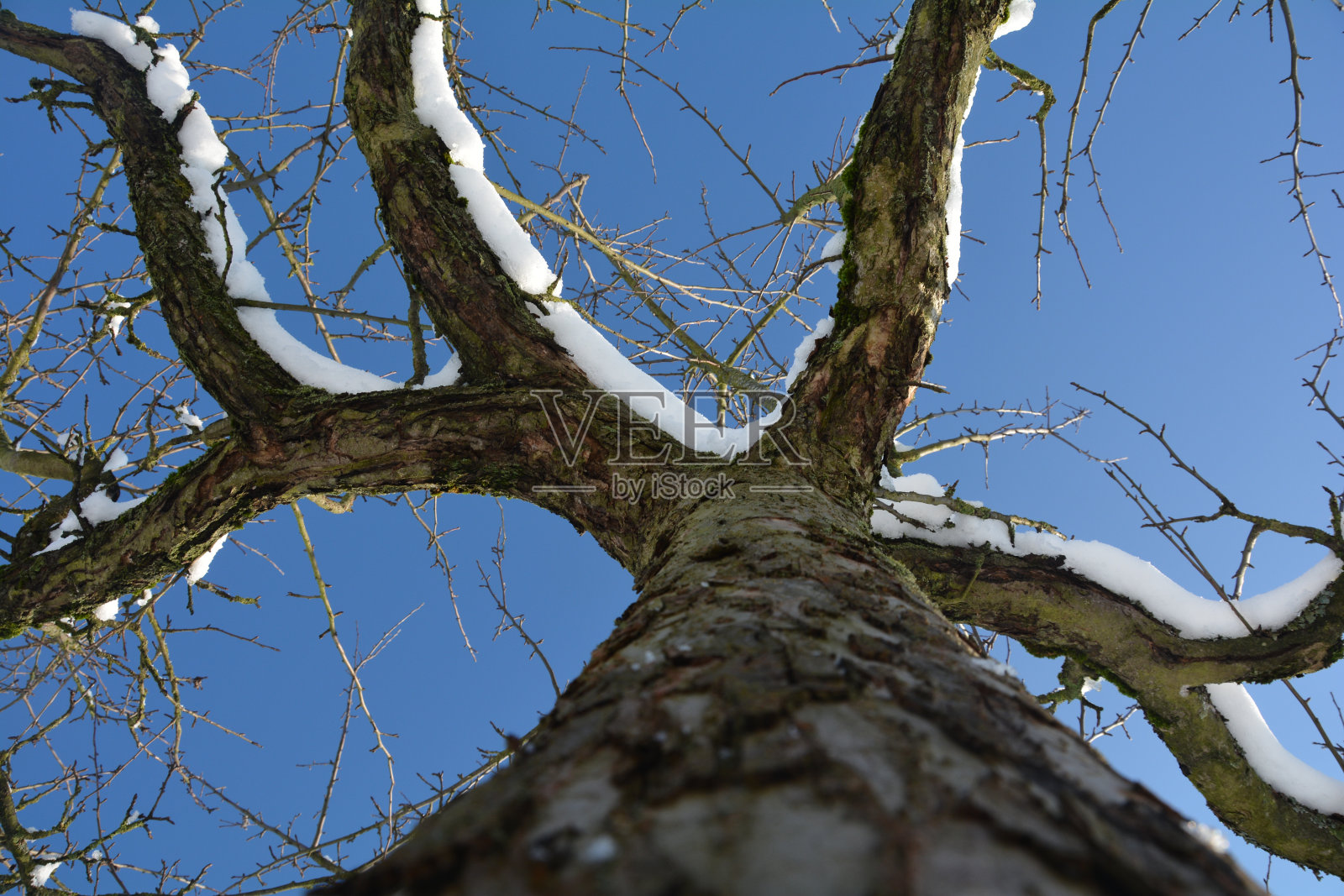 高高的树，可以看到白雪覆盖的树梢和蔚蓝的天空照片摄影图片