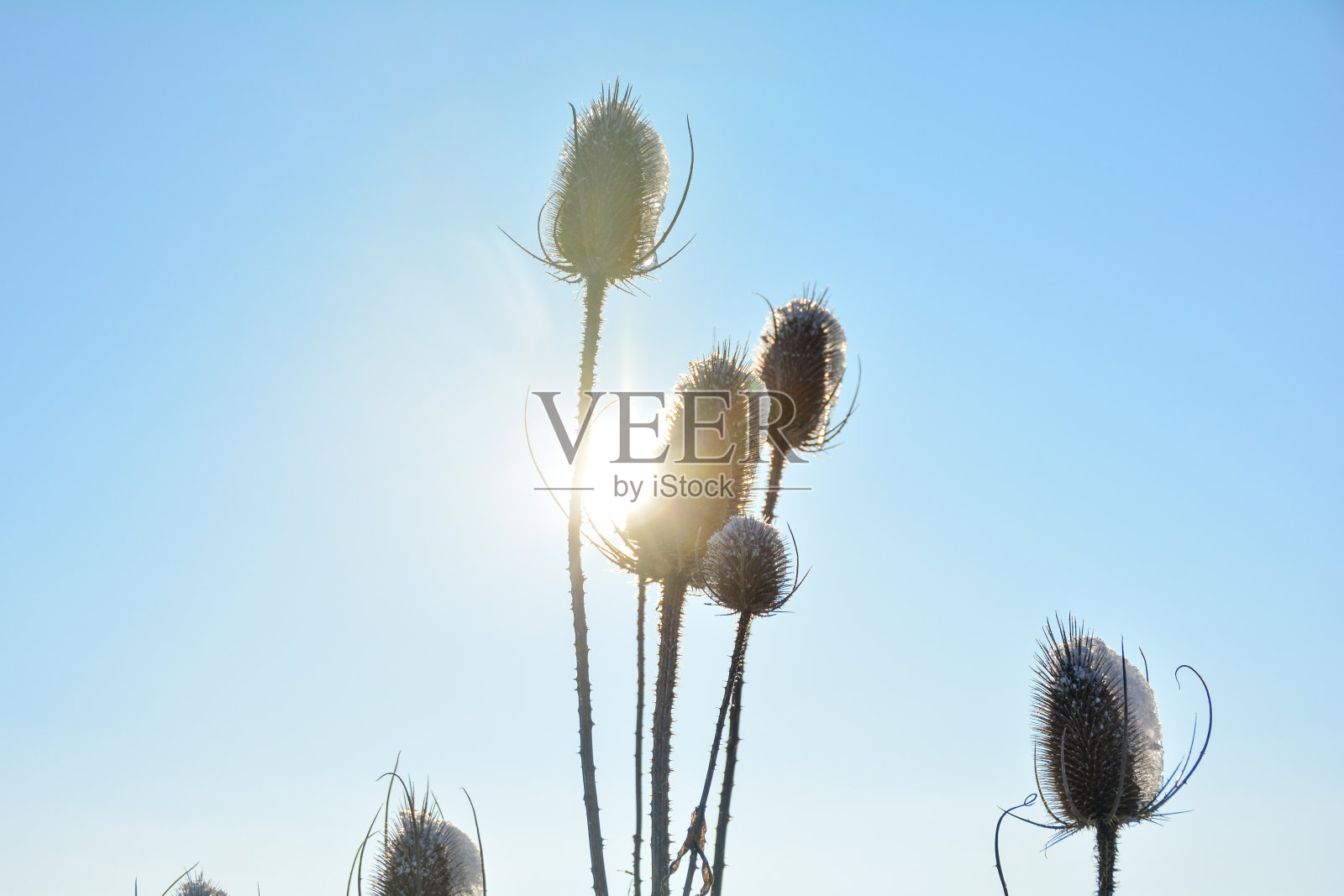 野续断在冬天的雪地，阳光和天空中照片摄影图片