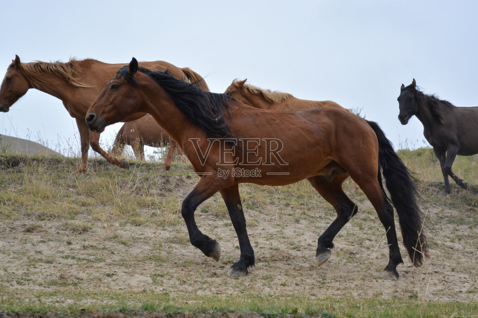 山丘上的马群照片摄影图片