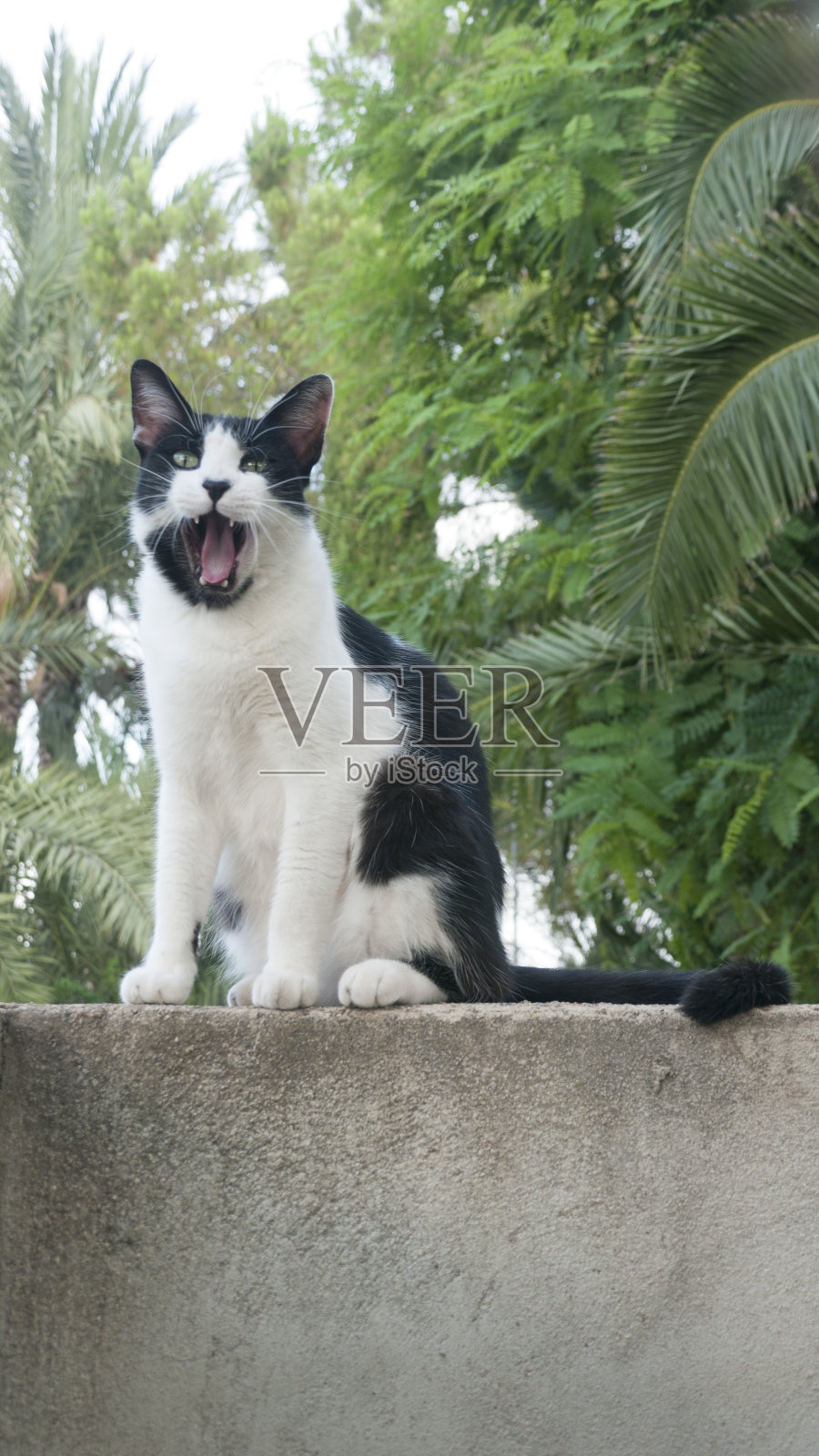 黑白相间的猫在墙上喵喵叫照片摄影图片