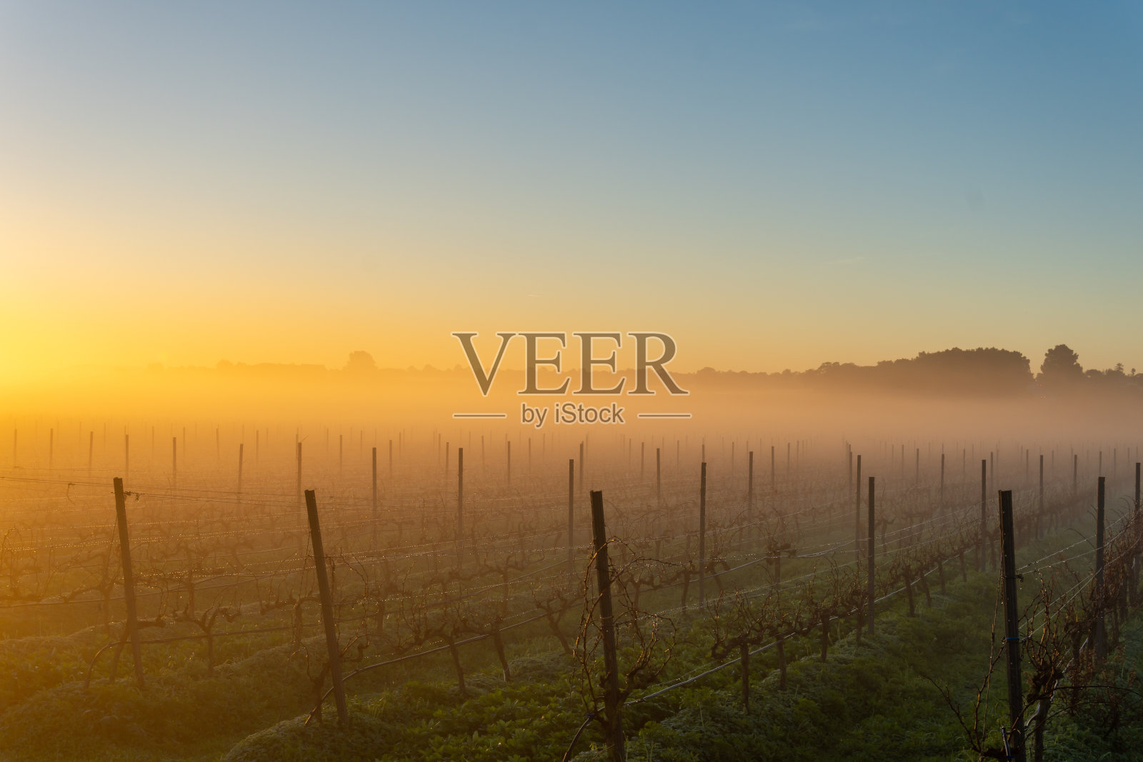 在雾天的黎明种植葡萄园照片摄影图片