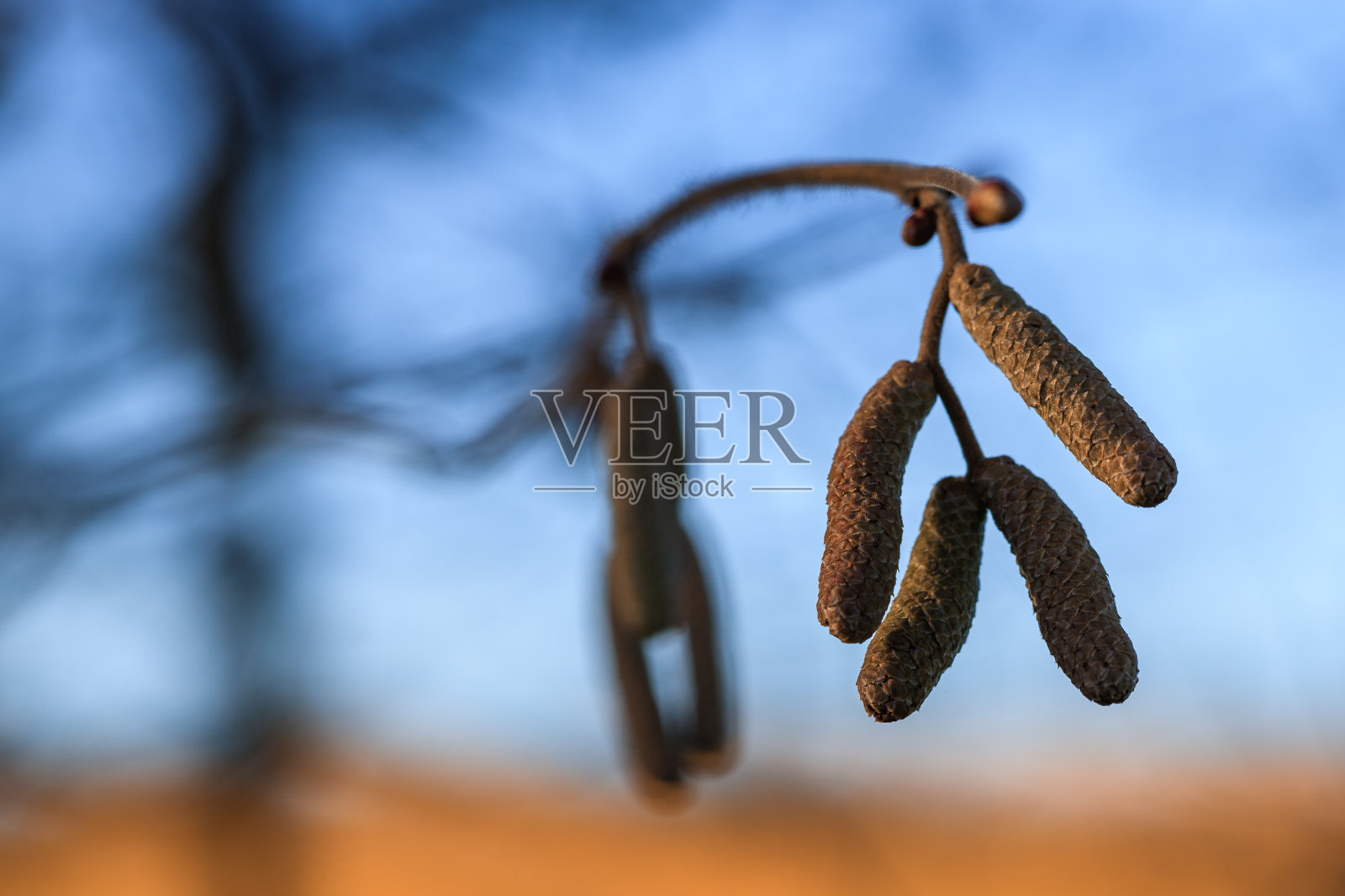 大型植物与自然照片摄影图片