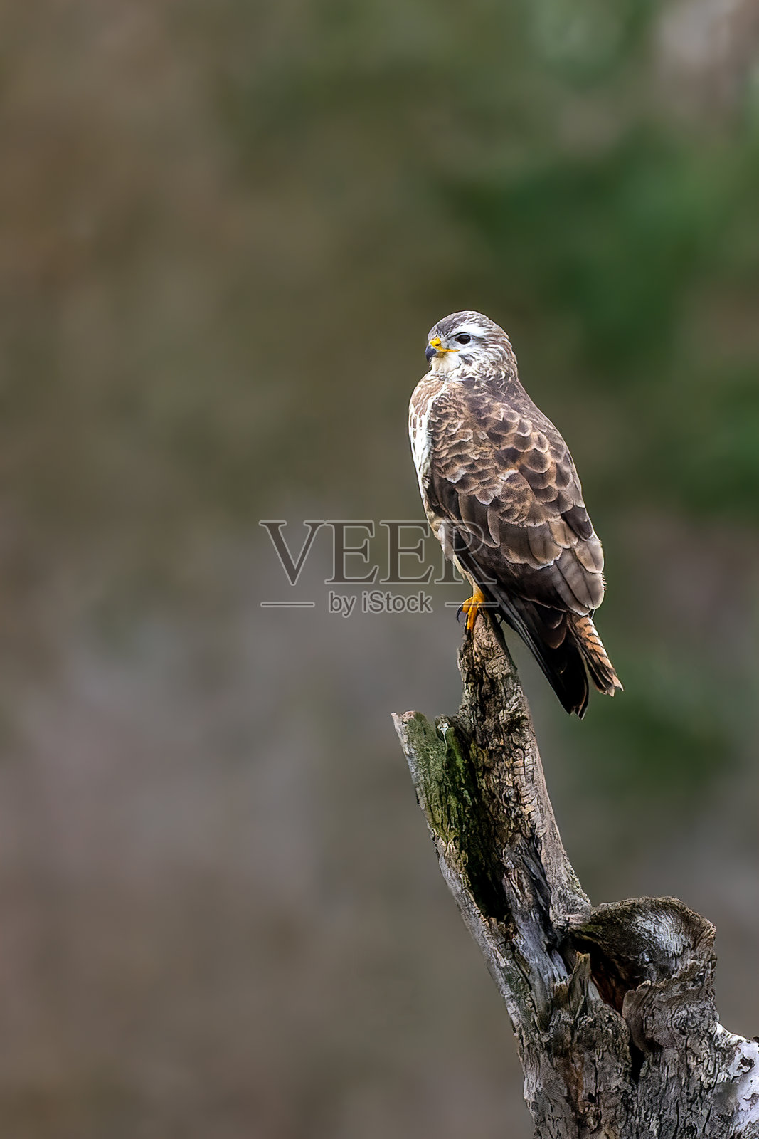 在寒冷的冬日里，一只普通的秃鹰的肖像。照片摄影图片