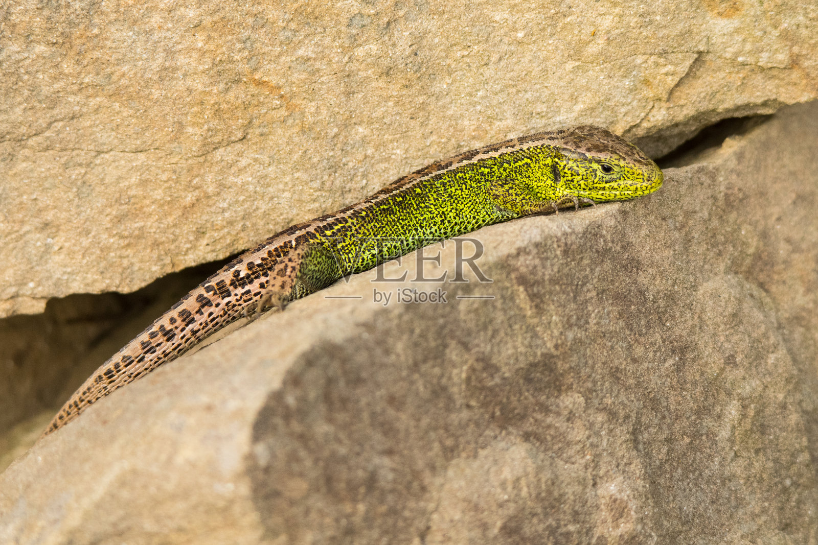 波兰喀尔巴阡山脉，比斯兹扎迪山脉的沙蜥蜴(Lacerta agilis)。照片摄影图片