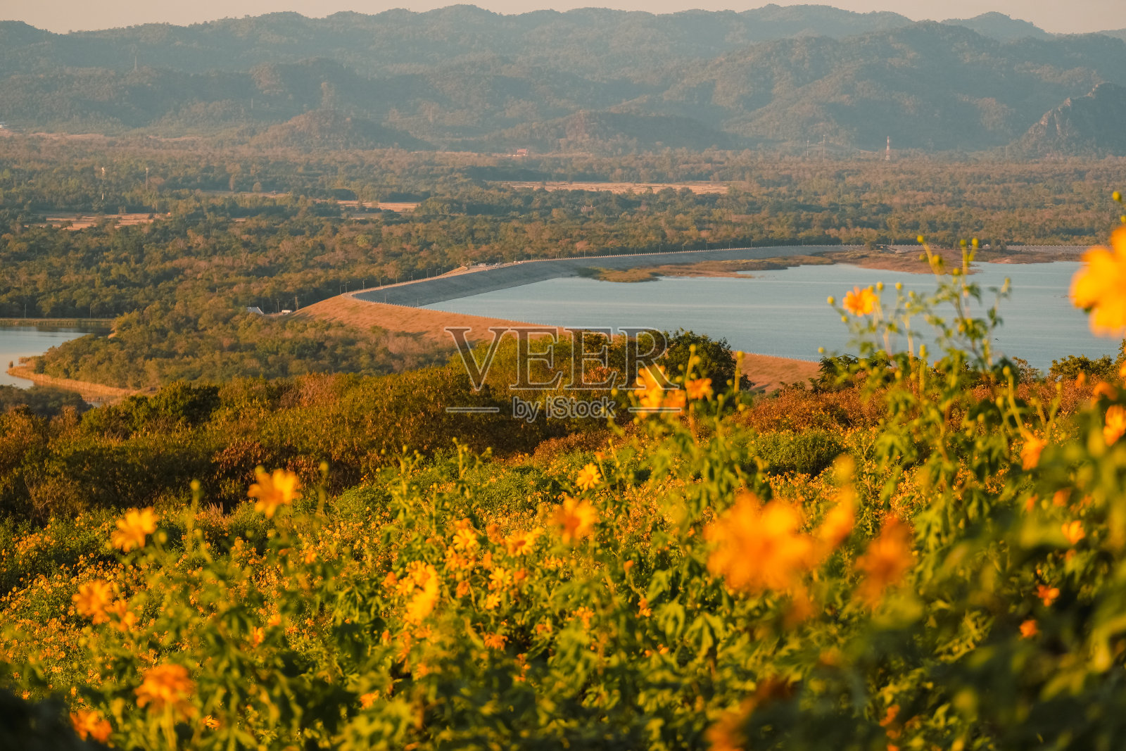 墨西哥向日葵，美康大坝和日落在山上。近距离观察万寿菊树或泰国南邦的美墨。美丽的风景。照片摄影图片