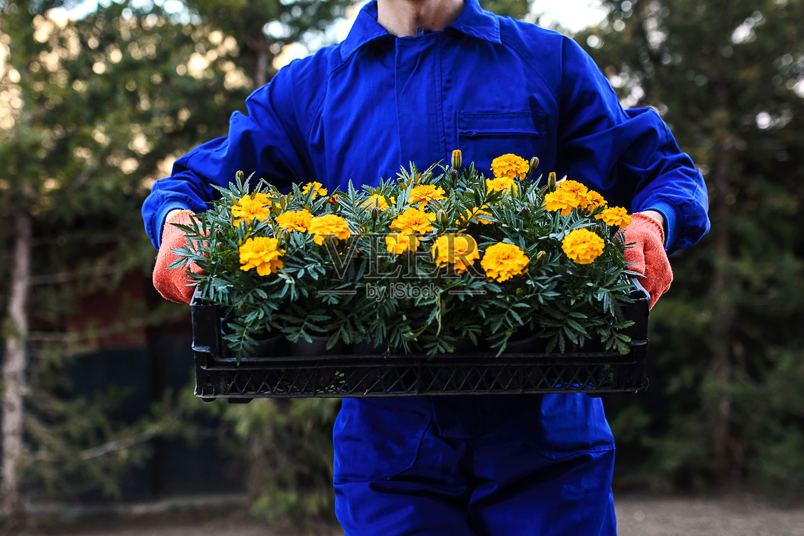 走近身穿蓝色工作服的园丁的手，手里拿着装满秧苗和鲜花的盒子照片摄影图片
