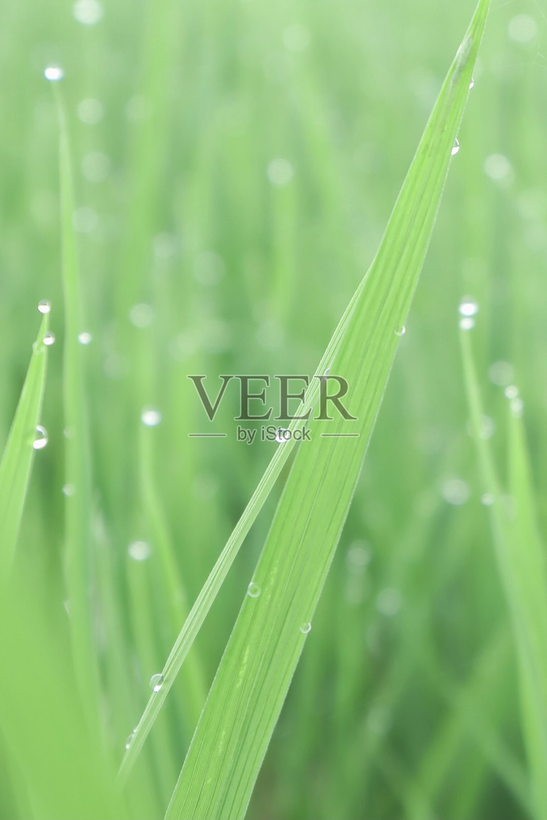 一幅水稻叶片与水滴在早晨的微距镜头照片摄影图片