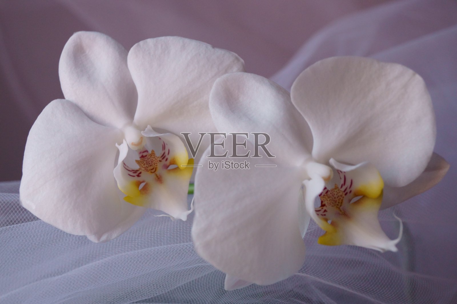 白色背景上的白色兰花照片摄影图片