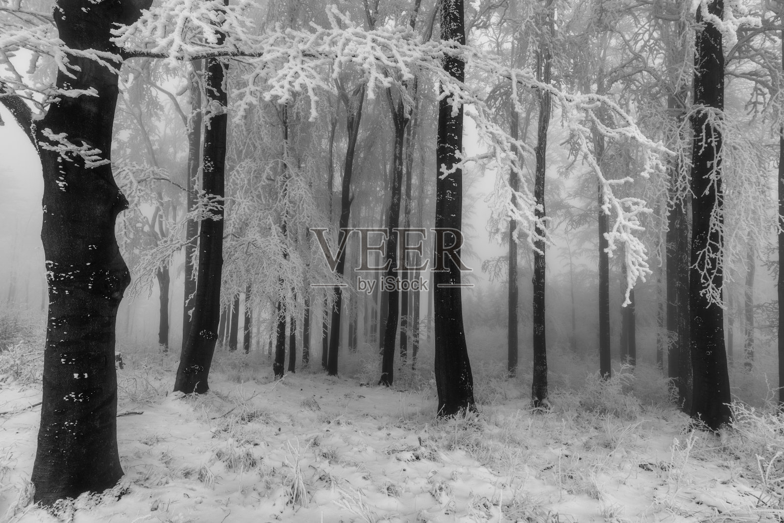 冬天山毛榉森林照片摄影图片