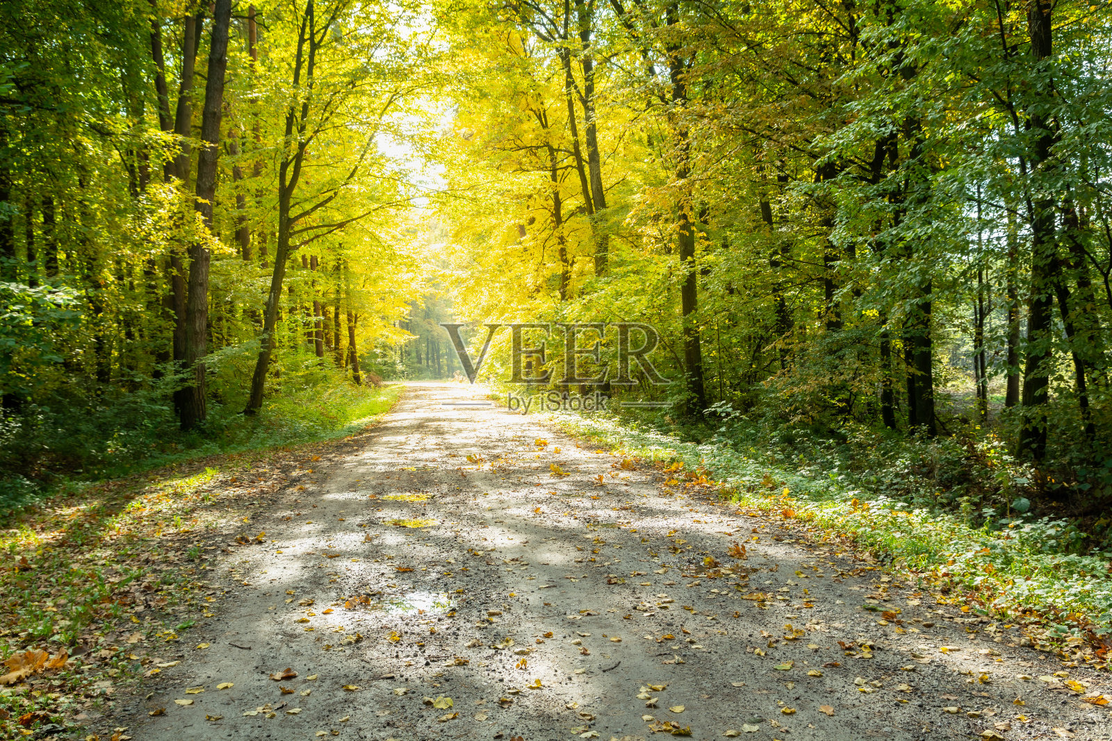 穿过森林和阳光普照的树木的路照片摄影图片