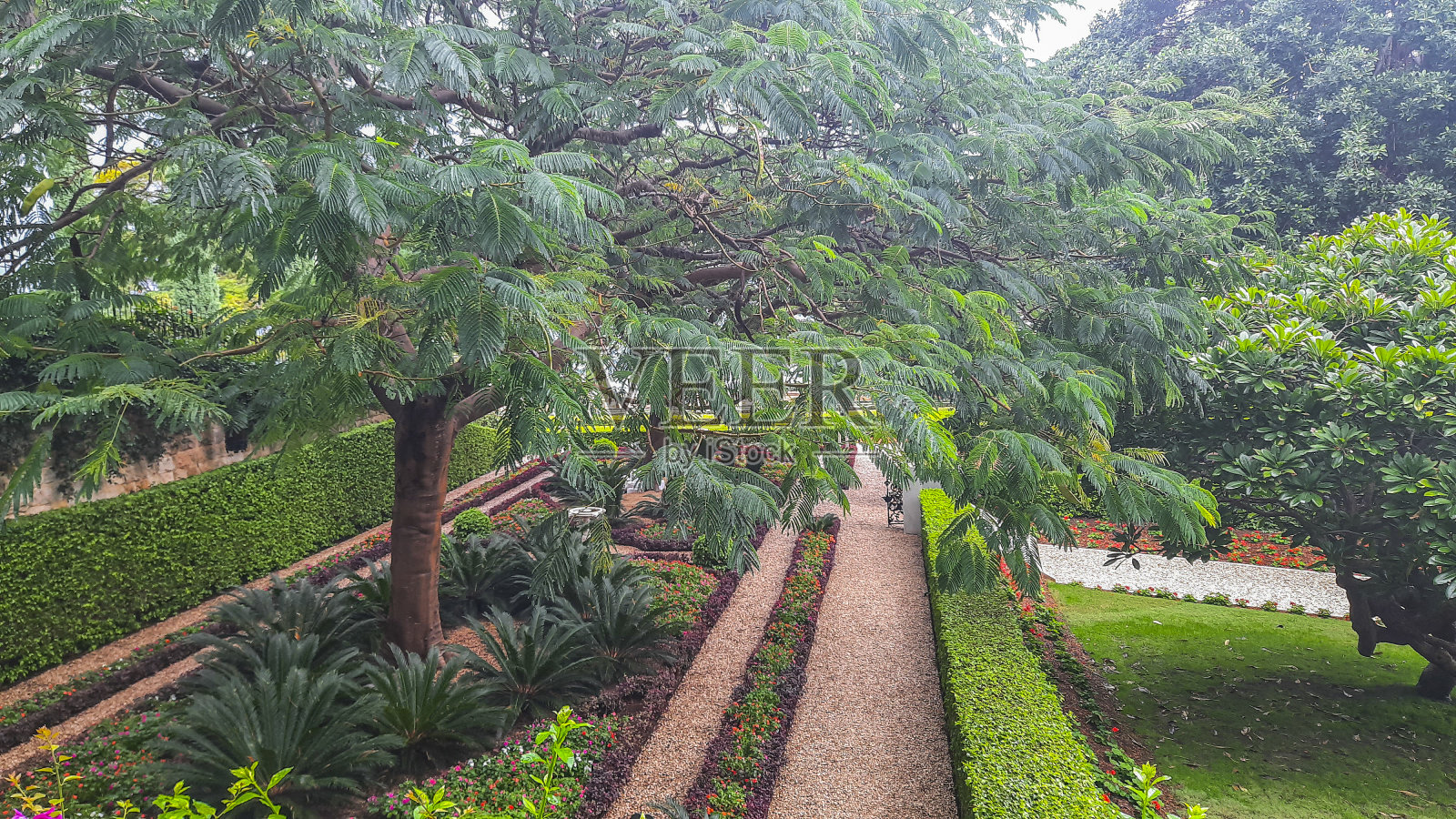 海法美丽的巴哈伊花园照片摄影图片