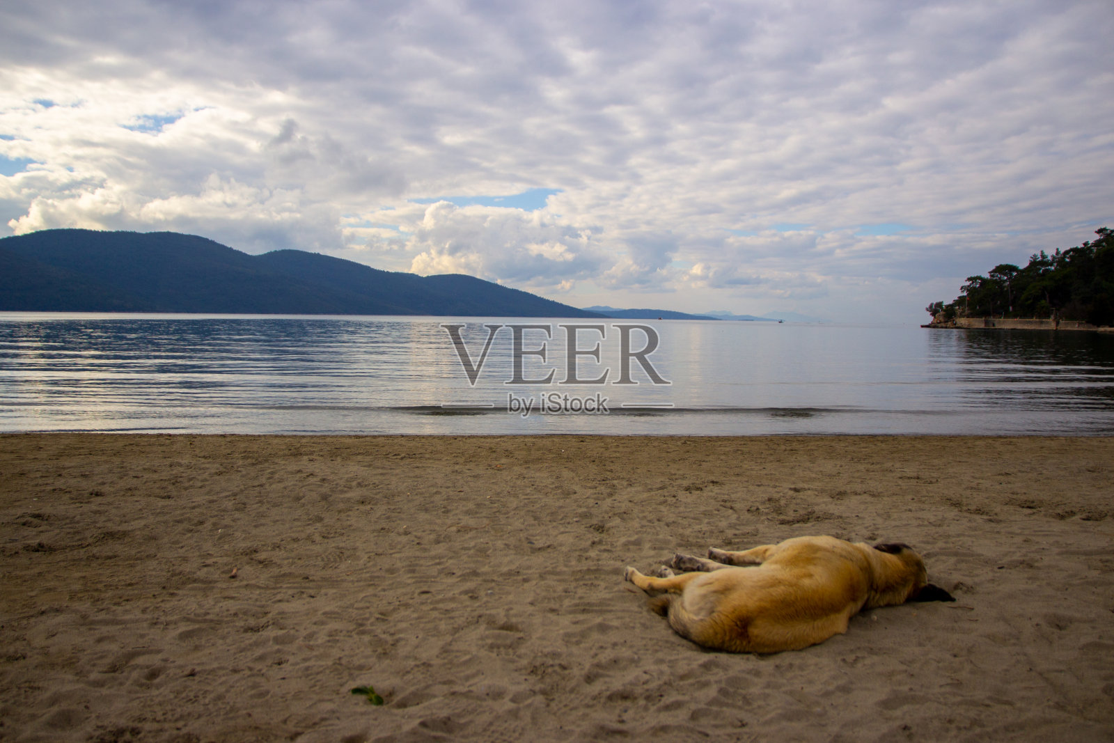 狗睡在沙滩上，海，云和天空照片摄影图片