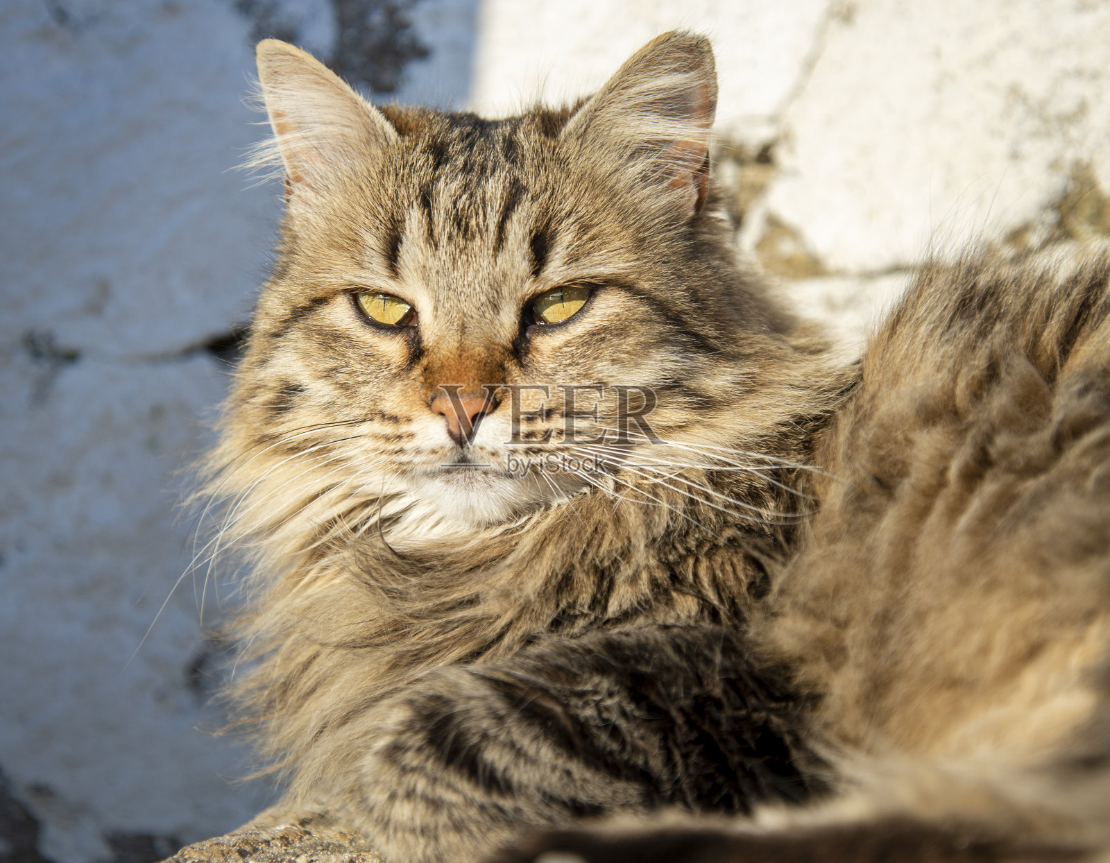 猫躺在地上的特写图像。看相机的猫照片摄影图片
