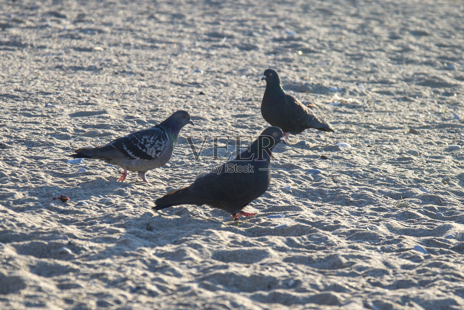 黑鸽子站在沙滩上照片摄影图片
