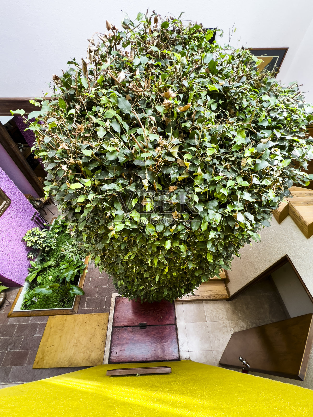 室内花园照片摄影图片